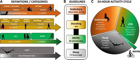 24 H Activity Cycle Model