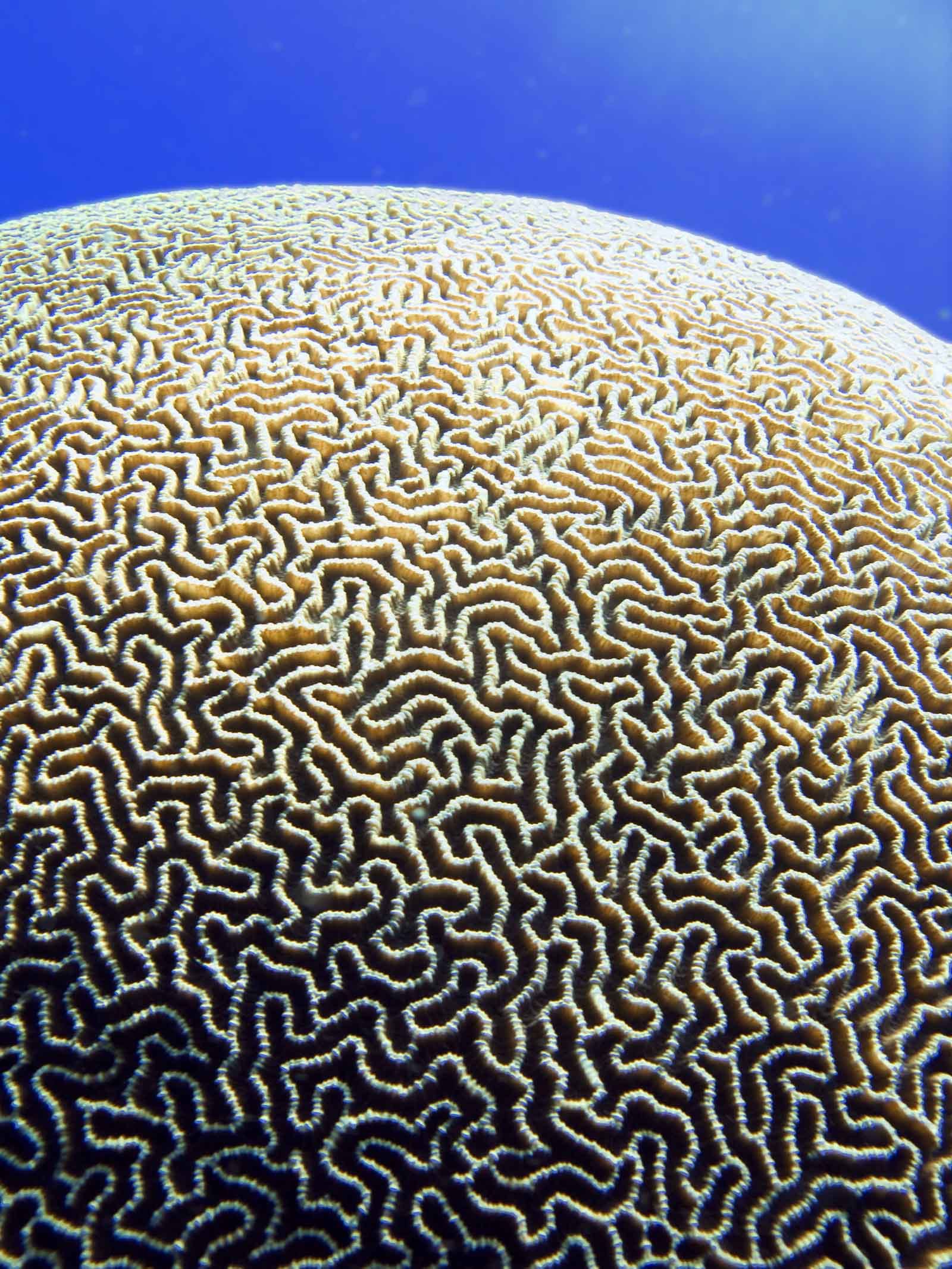 The Most Fascinating Pattern Found In Nature In One Unit Of Time