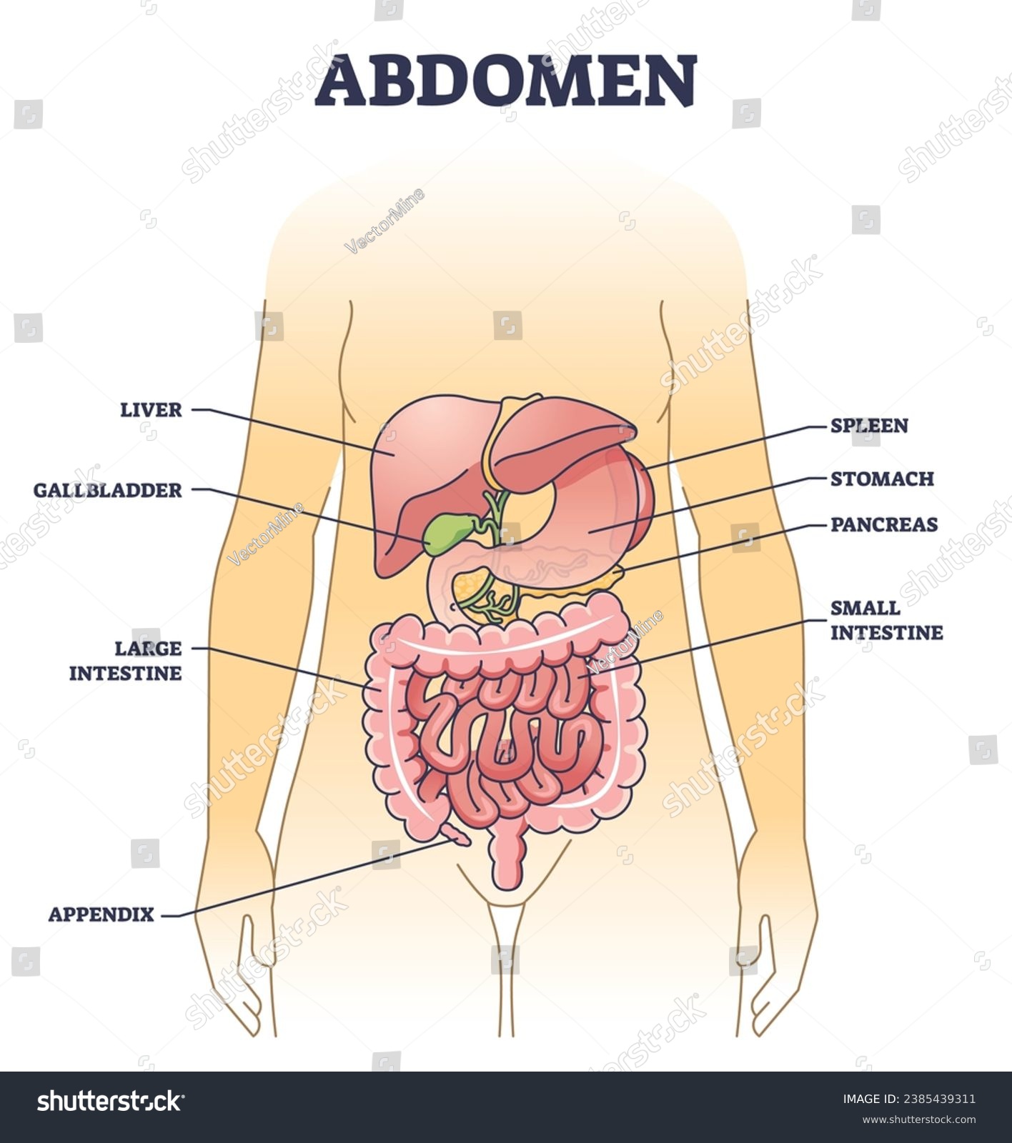 Abdominal Pain Under Ribs