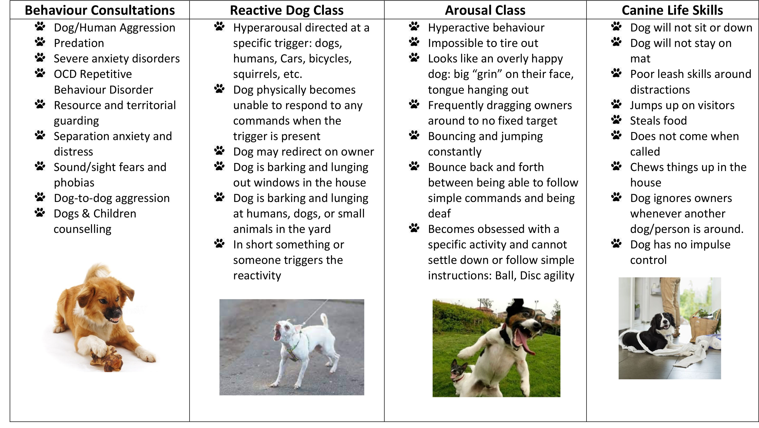 Turning Aggressive Behavior Training Into Positive Habits For Dogs