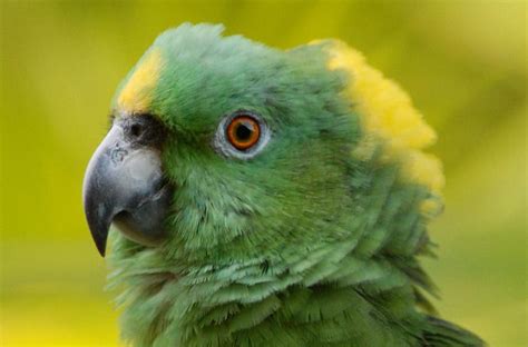 Amazona Auropalliata: The Rare Green-Shouldered Parrot Revealed