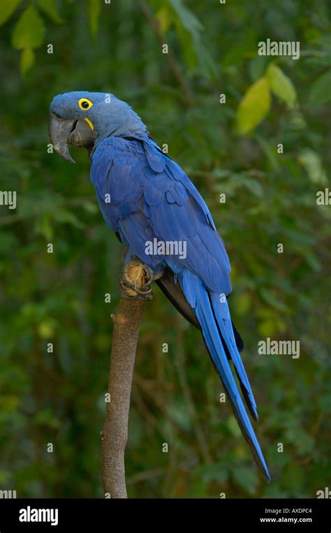 Blue-and-Yellow Macaw: Rare Avian Gem Explained