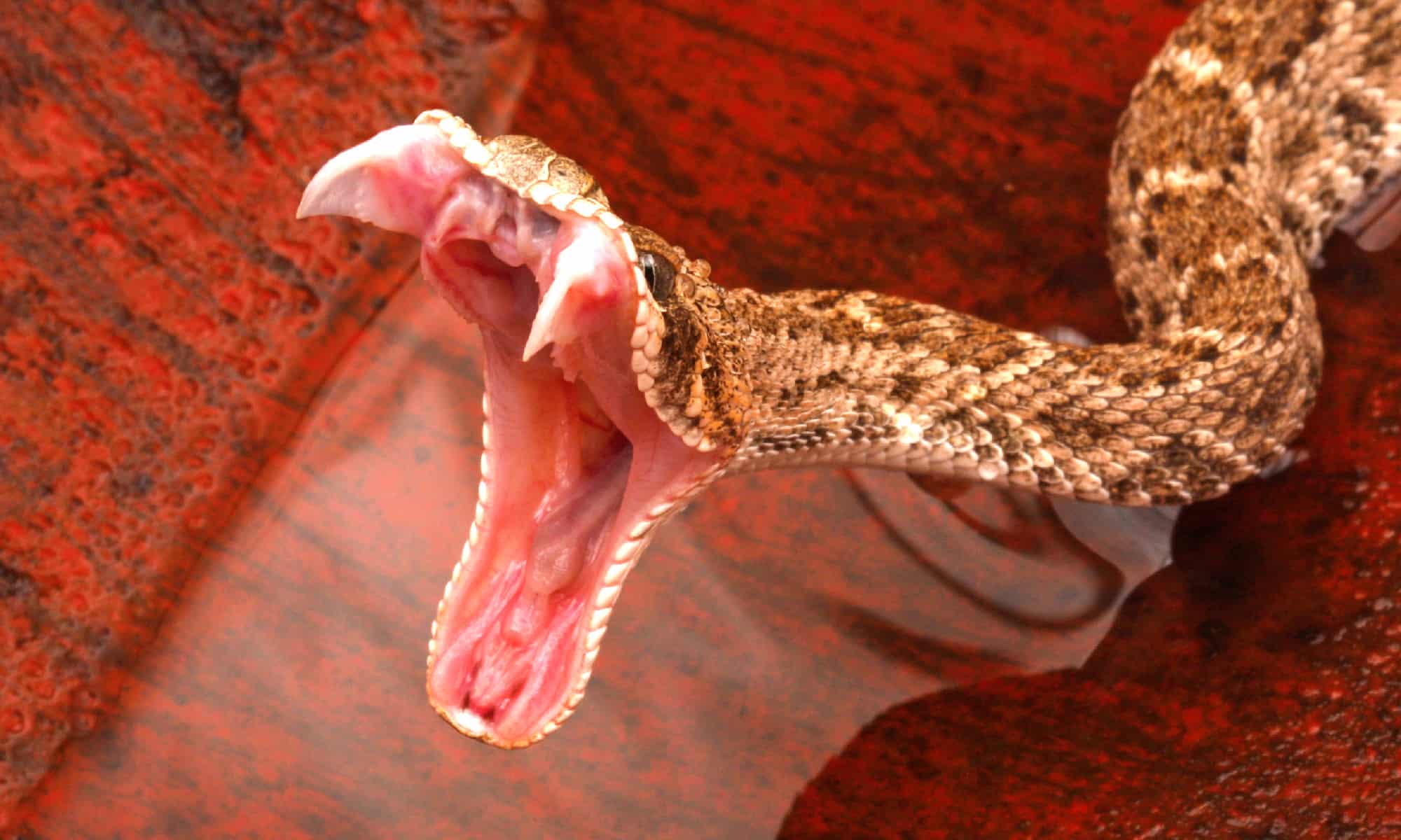 Antivenom For Scorpion Sting