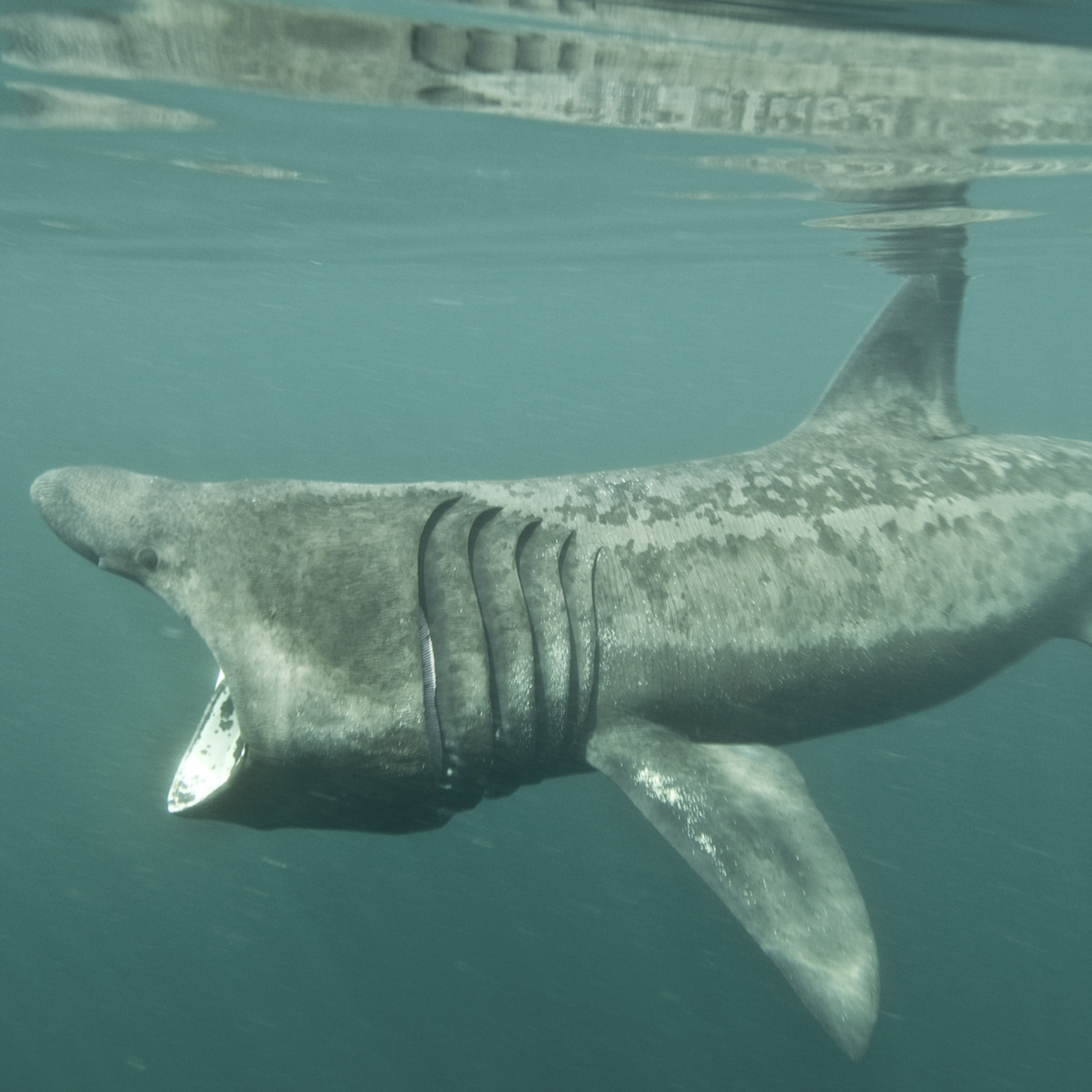 Are Basking Sharks Friendly To Humans