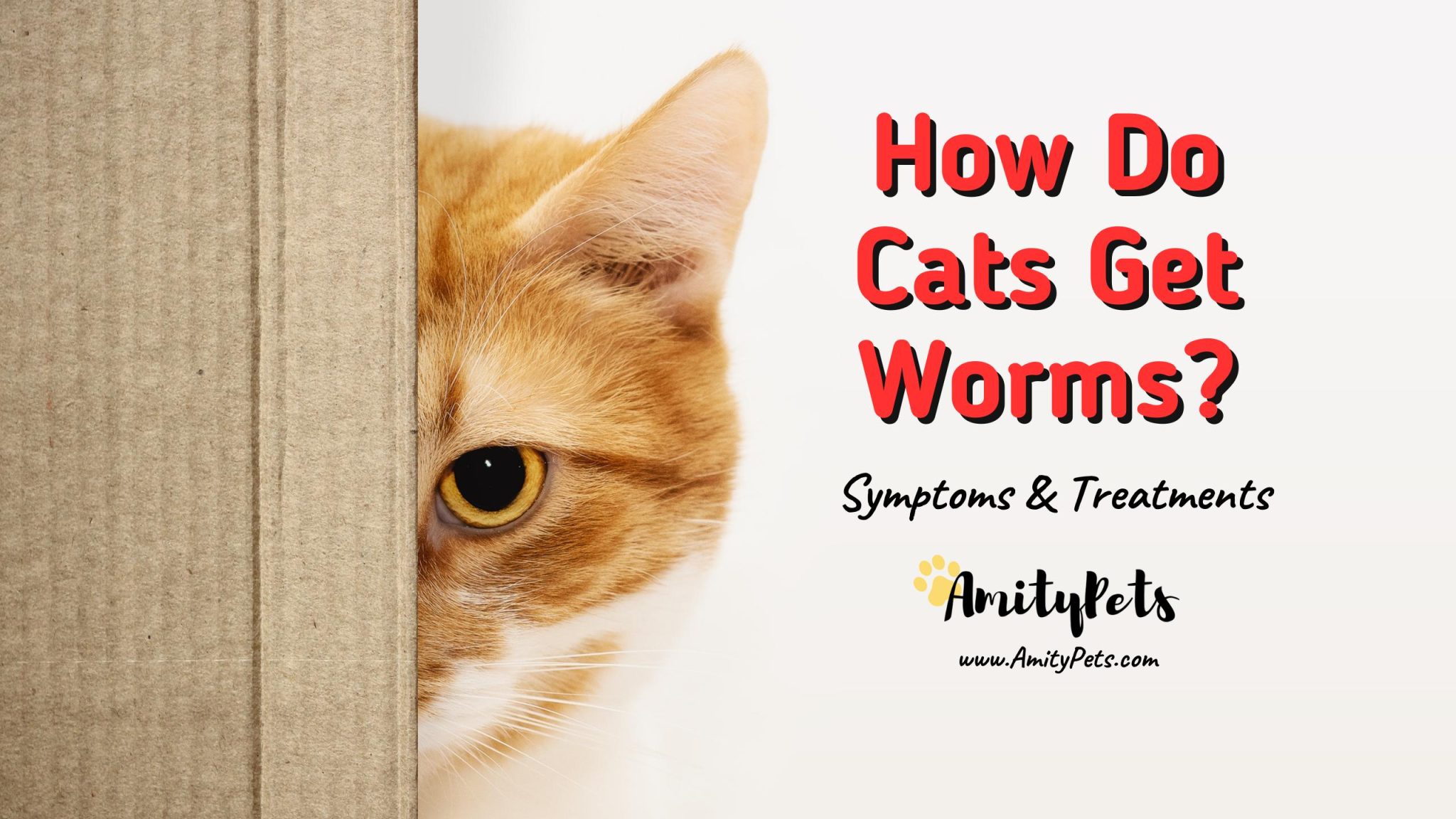 Do Cats Start Life With Worms