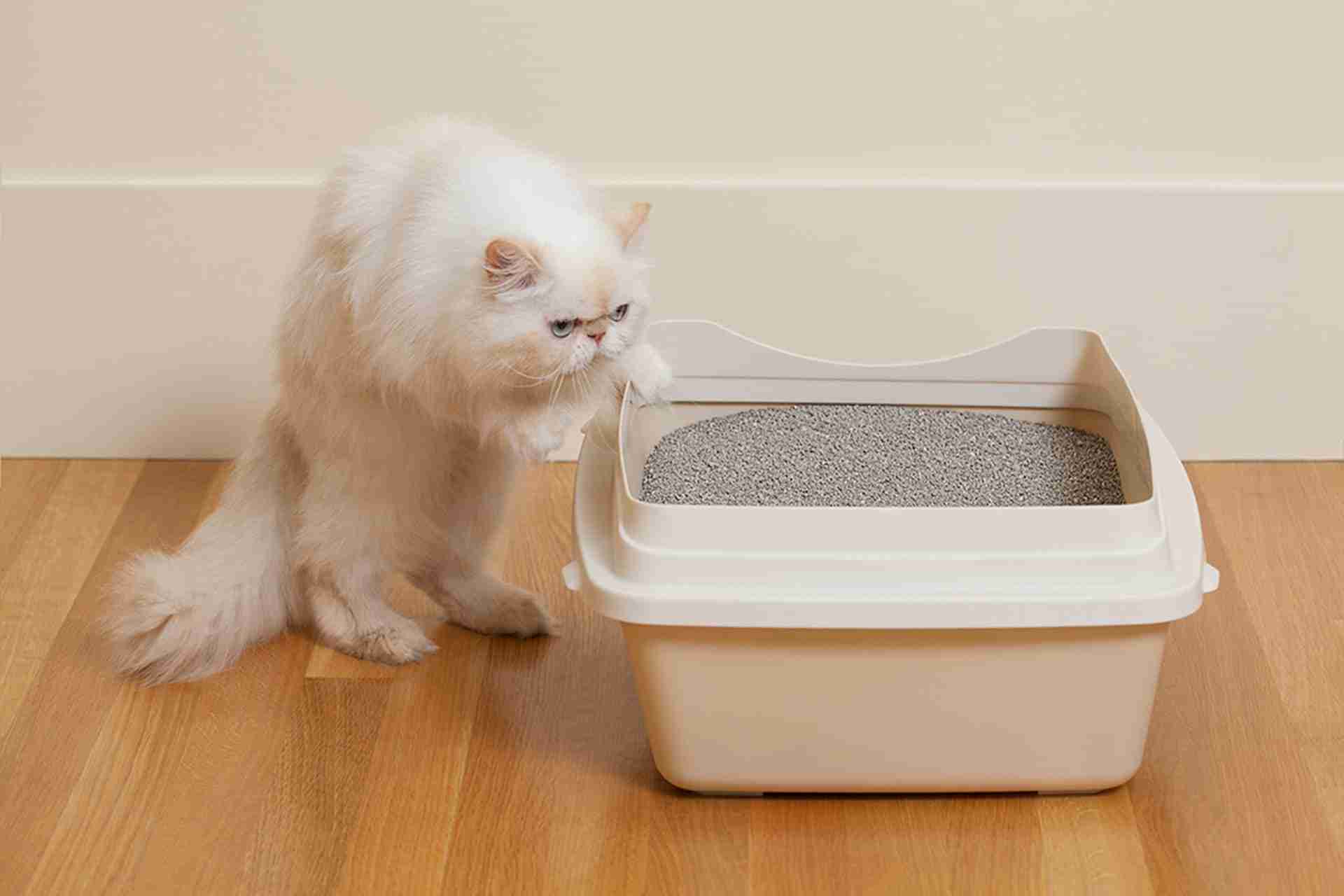 Are Cats Dirty Animals? The Truth Behind Litter Boxes And Grooming Habits