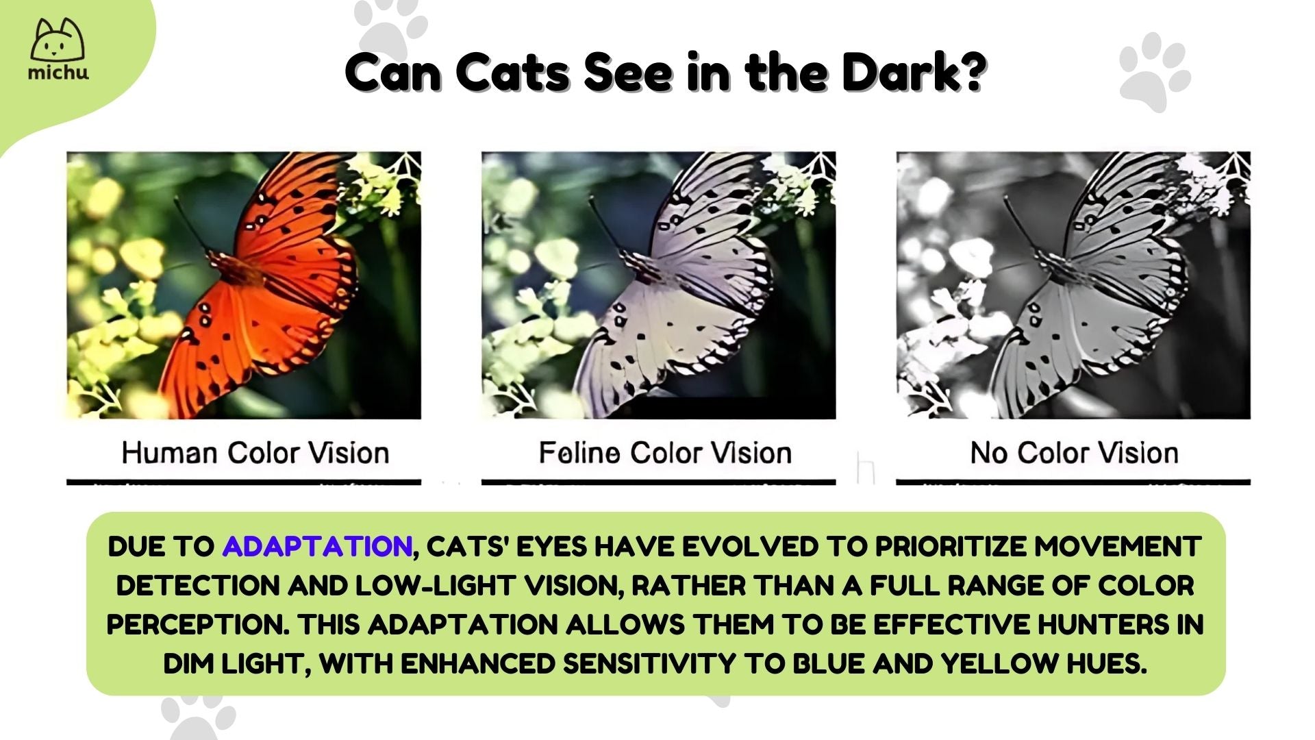 Are Cats Actually Intelligent Explained