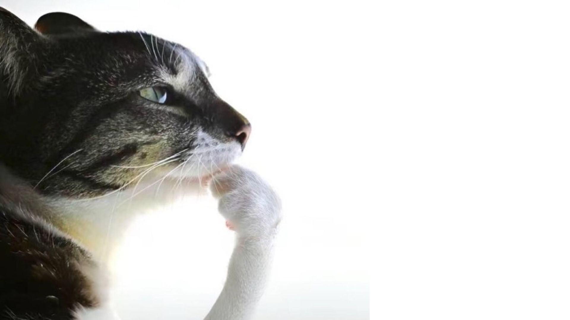 Are Cats Really Lazy Or Just Overthinking? Cats Vs. Owners