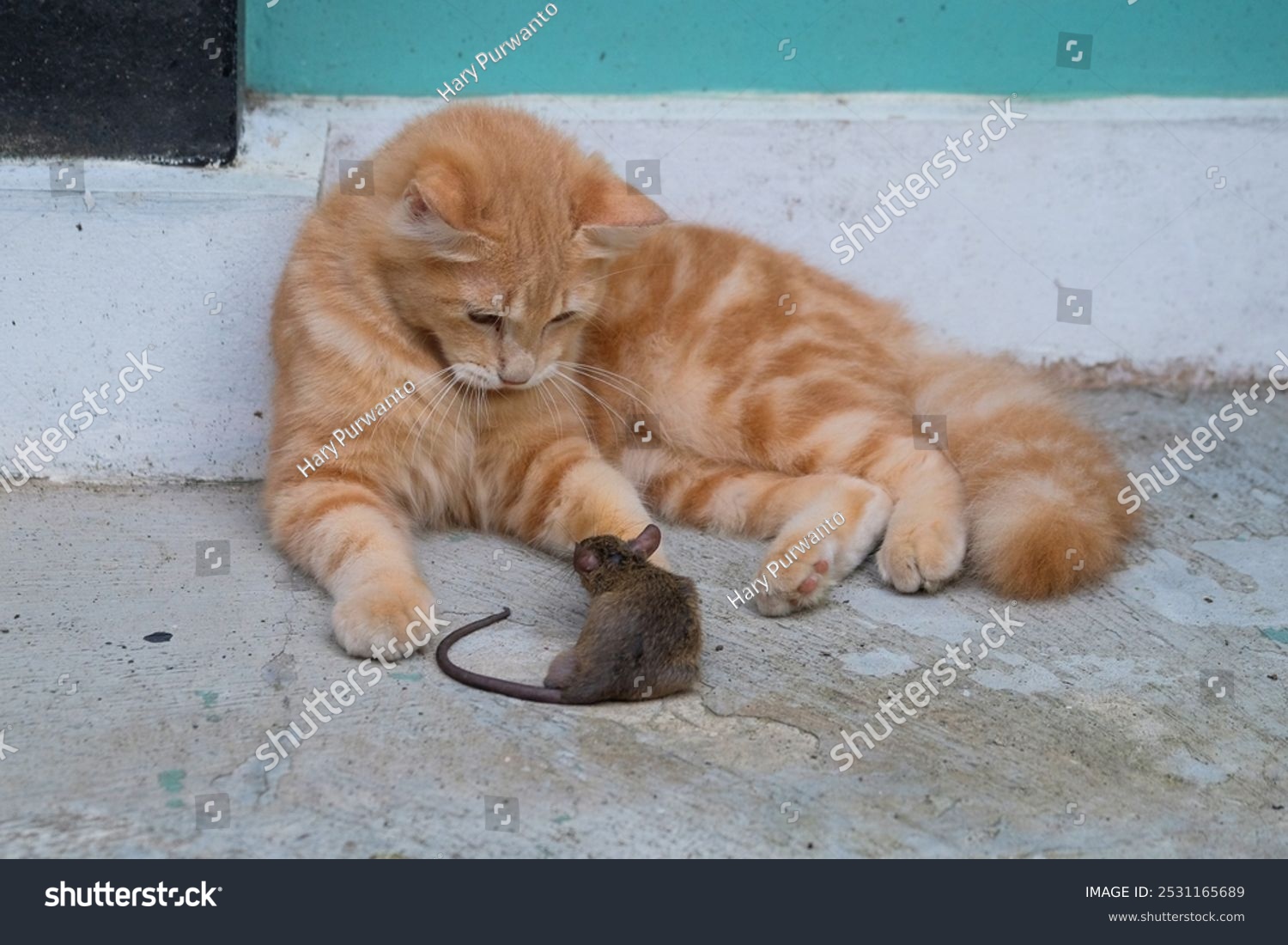 Are Cats Natural Predators