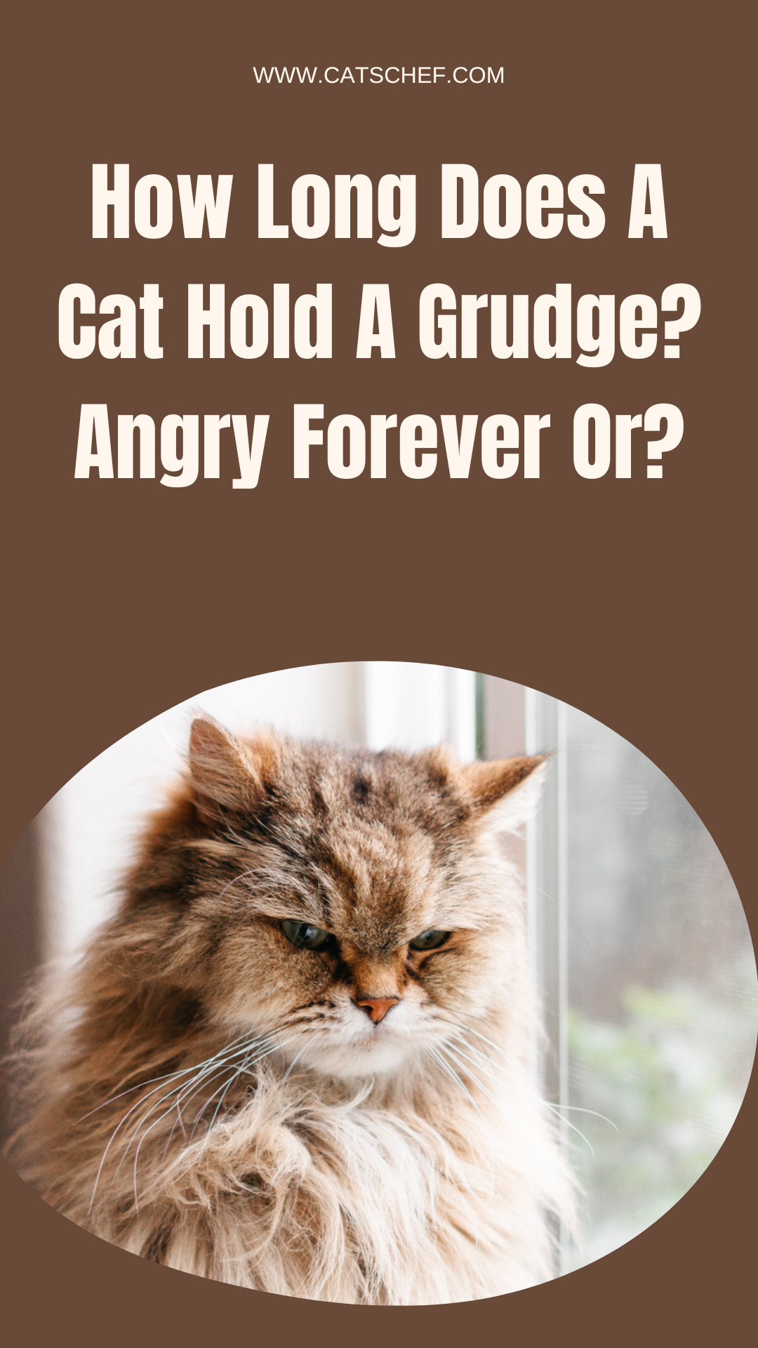 Do Cats Really Hold Grudges Or Are You Just Confusing Guilt With Revenge