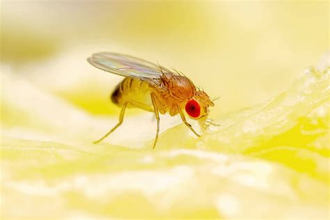 Are Fruit Flies Harmful