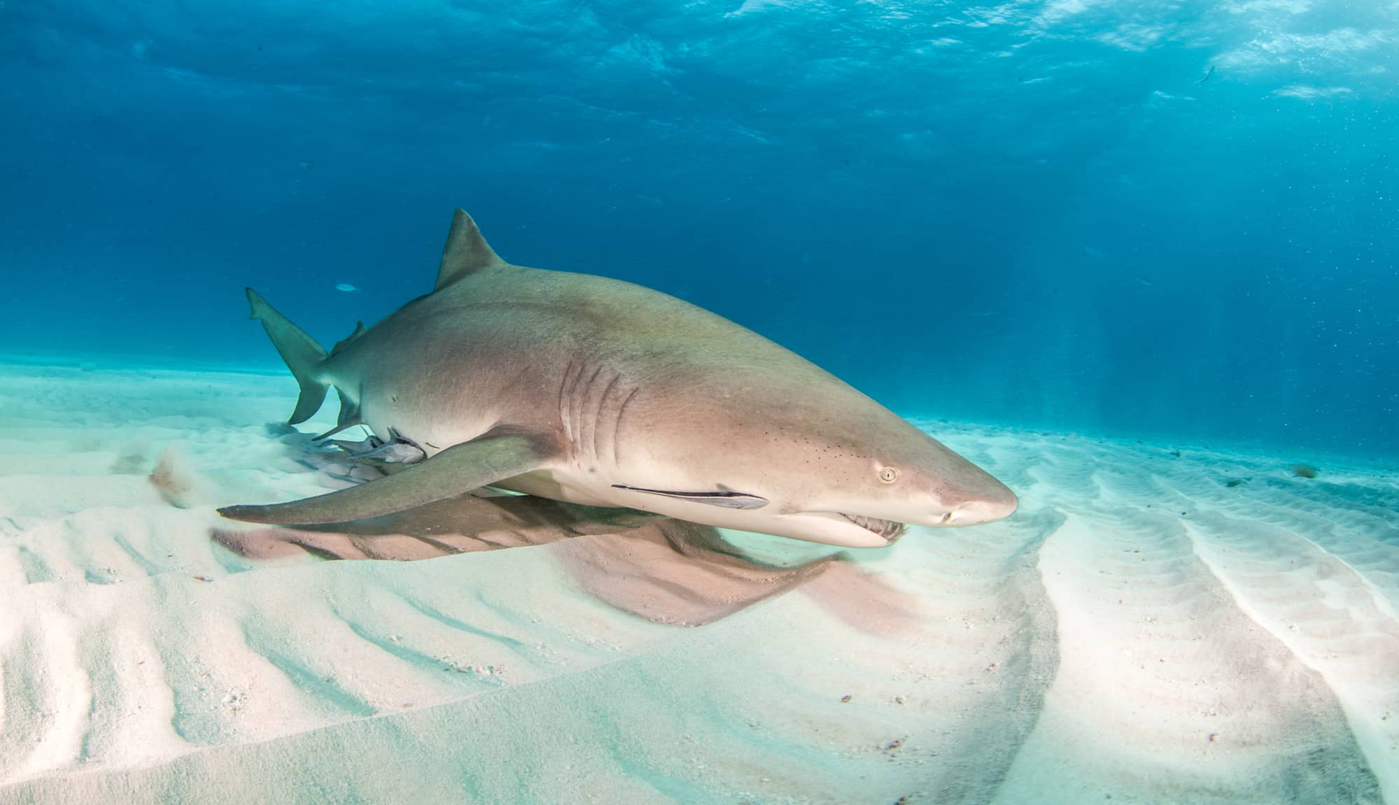 Do Lemon Sharks Actually Look Yellow Discover The Surprising Truth Behind Their Coloration