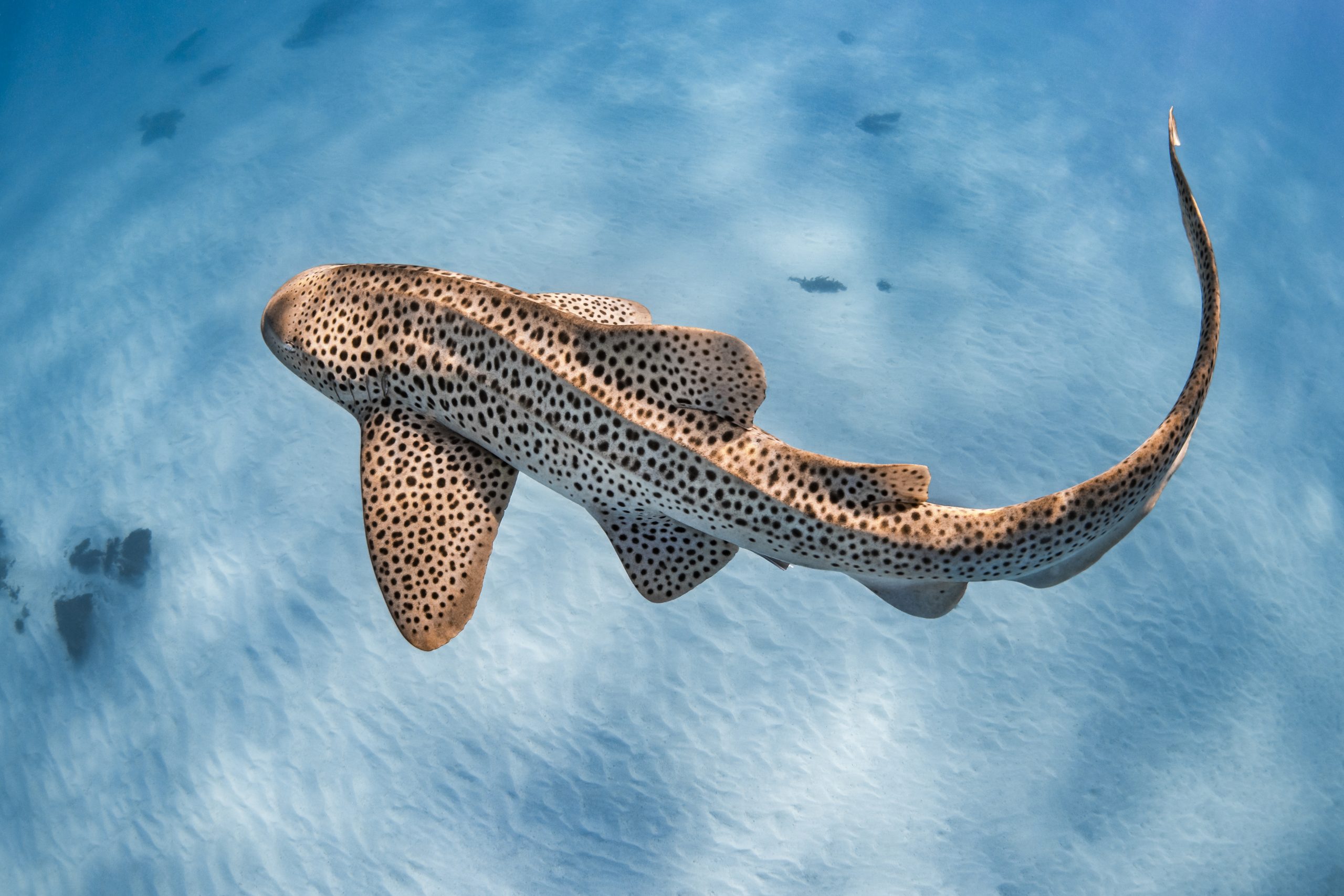 Are Leopard Sharks Friendly Fact Or Myth