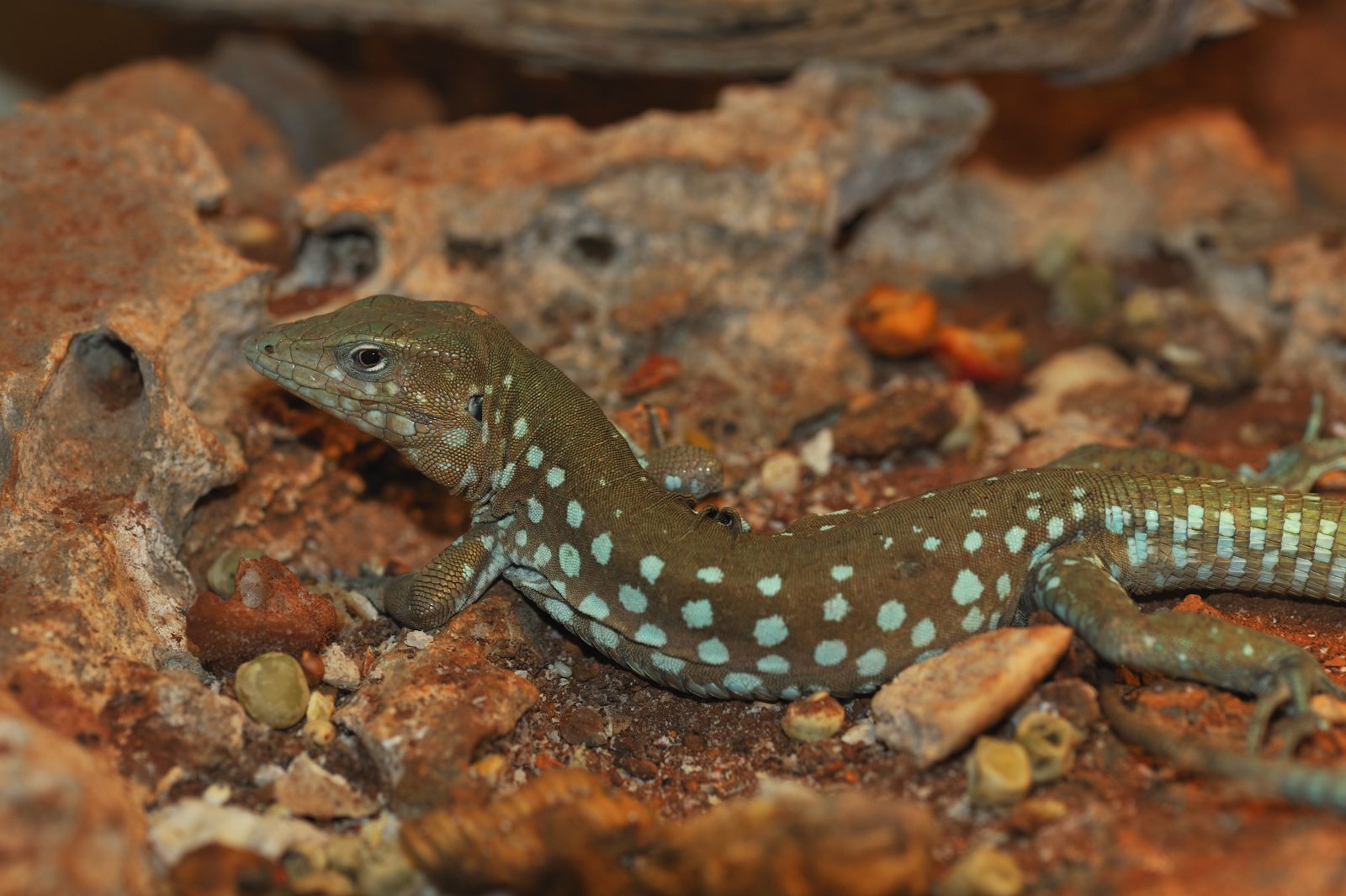 Is A Lizard Kosher The Halacha On Lizard Consumption