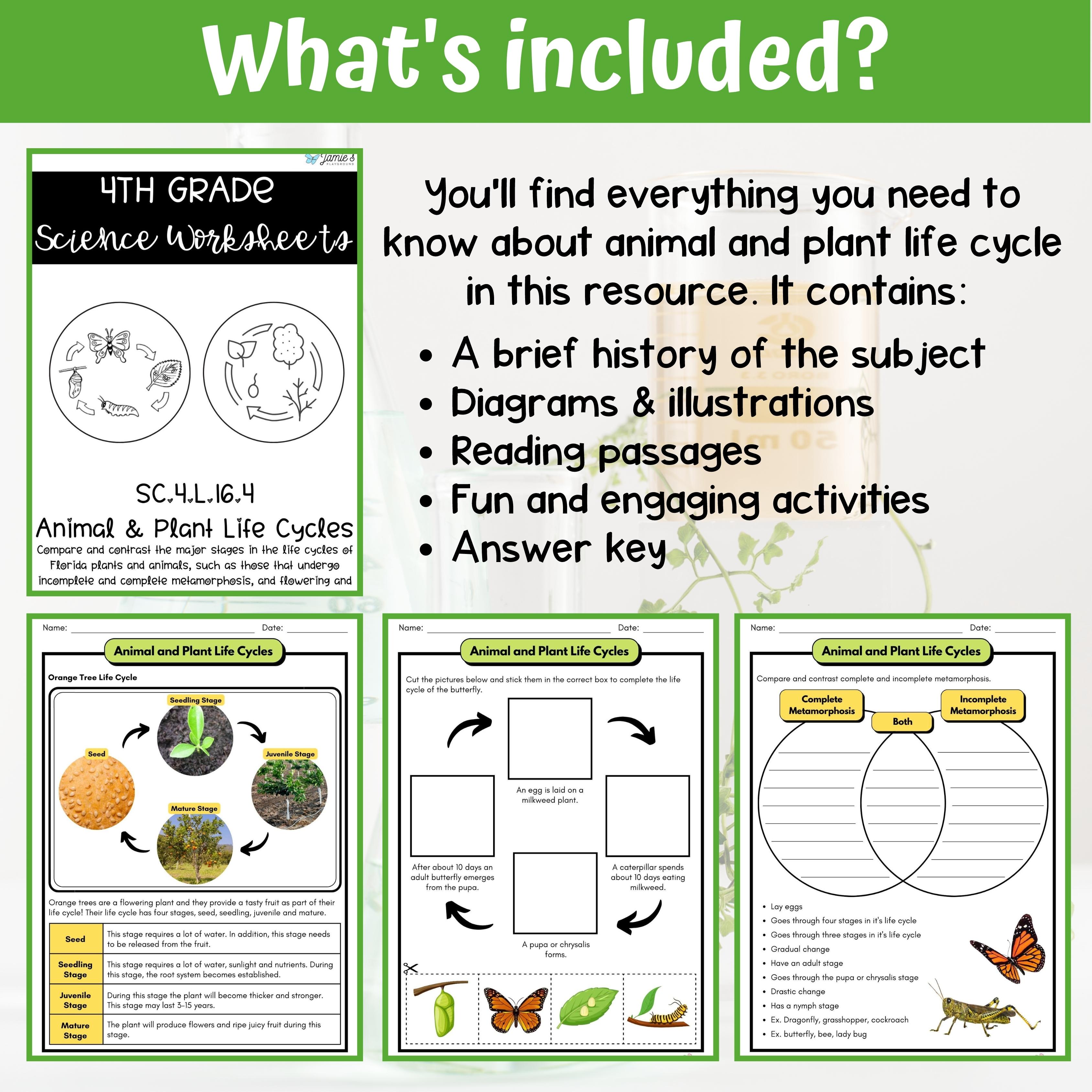Are Plants Considered Animals? Here Is The Answer