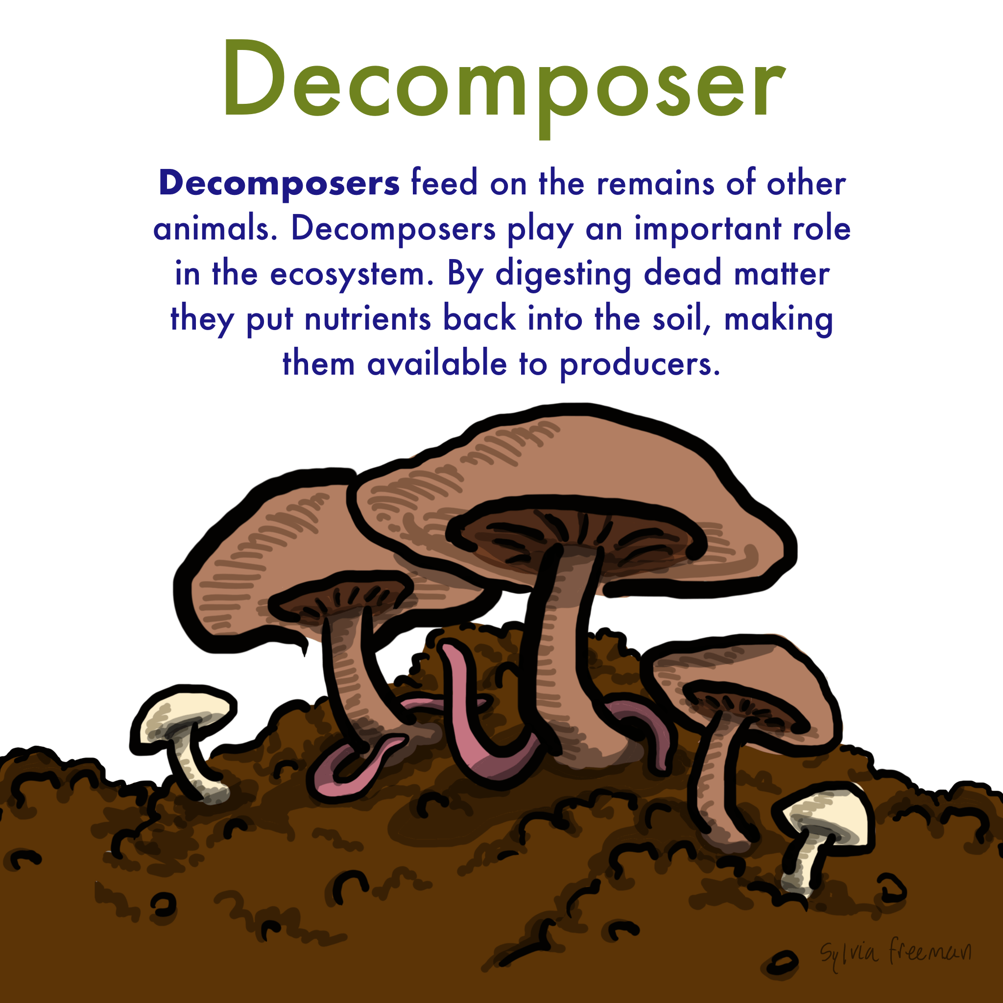 Are Plants Decomposers? Debunking The Fungi Myth