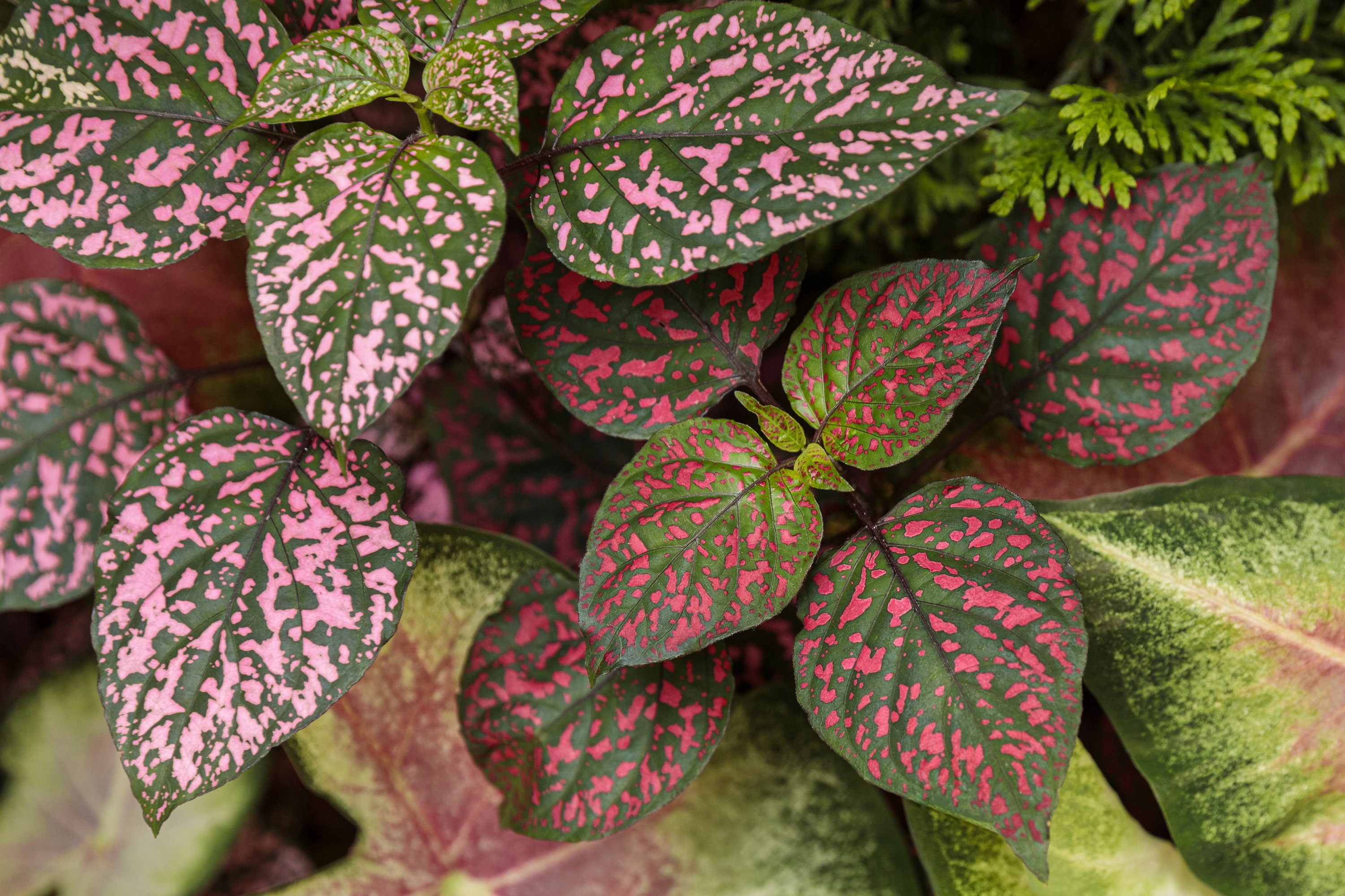 Are Plants The Same As Flowers A Simple Guide