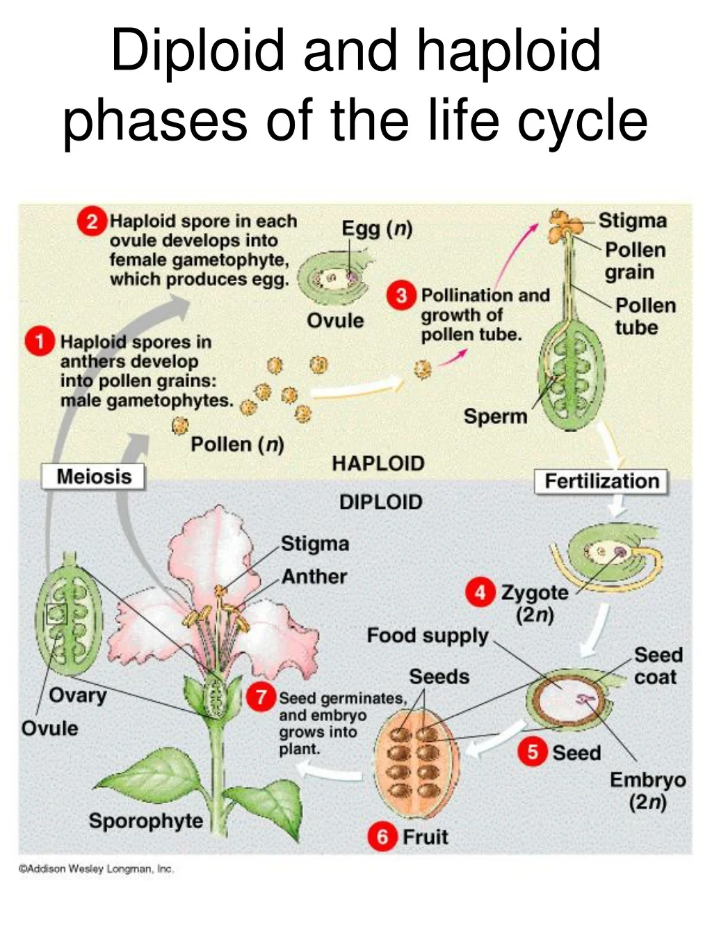 Are Plants Haploid Or Diploid Learn The Lifecycle Of Life Plants In Under 5 Minutes