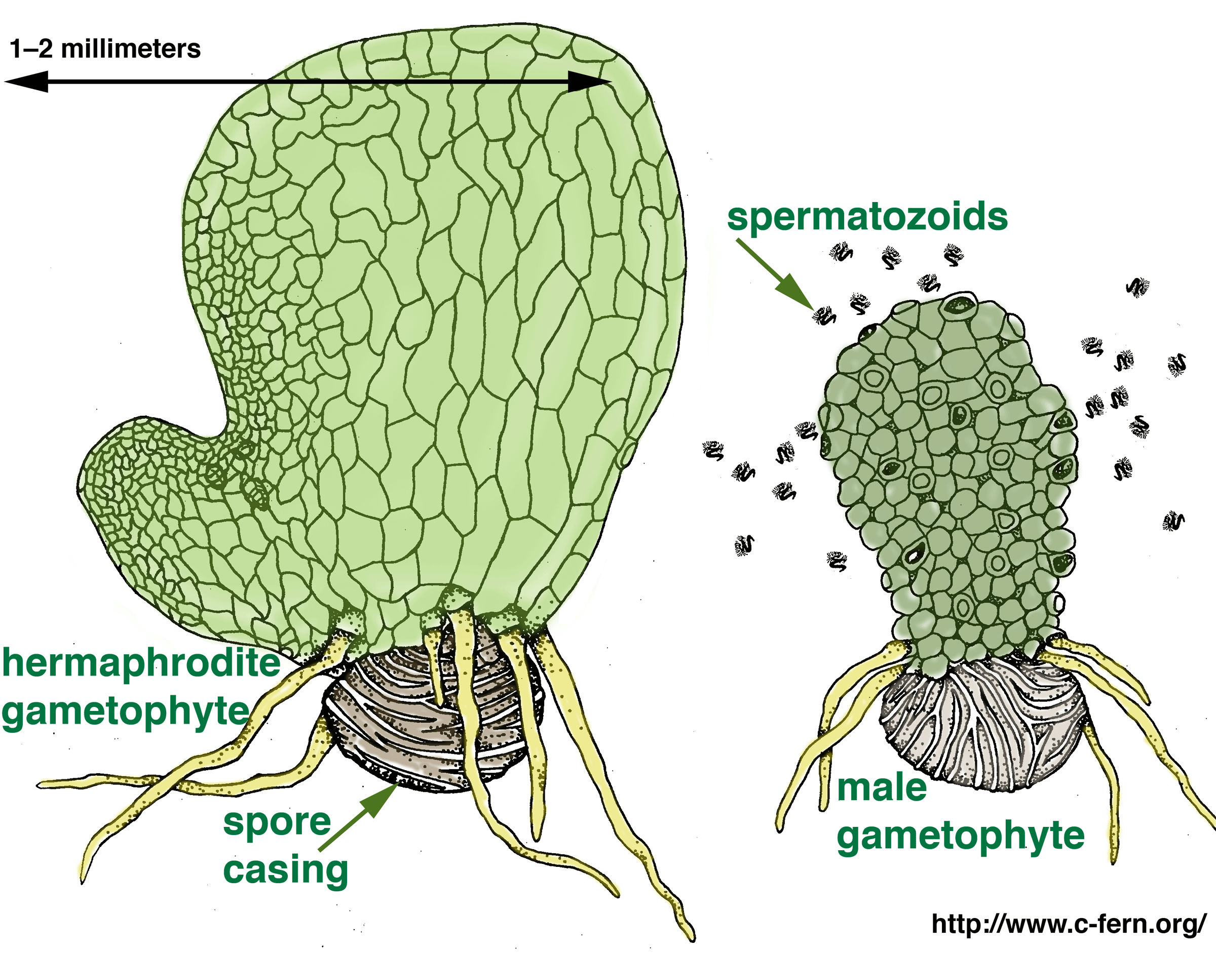 Are Plants Hermaphrodites? The Roots Of Biological Sexuality