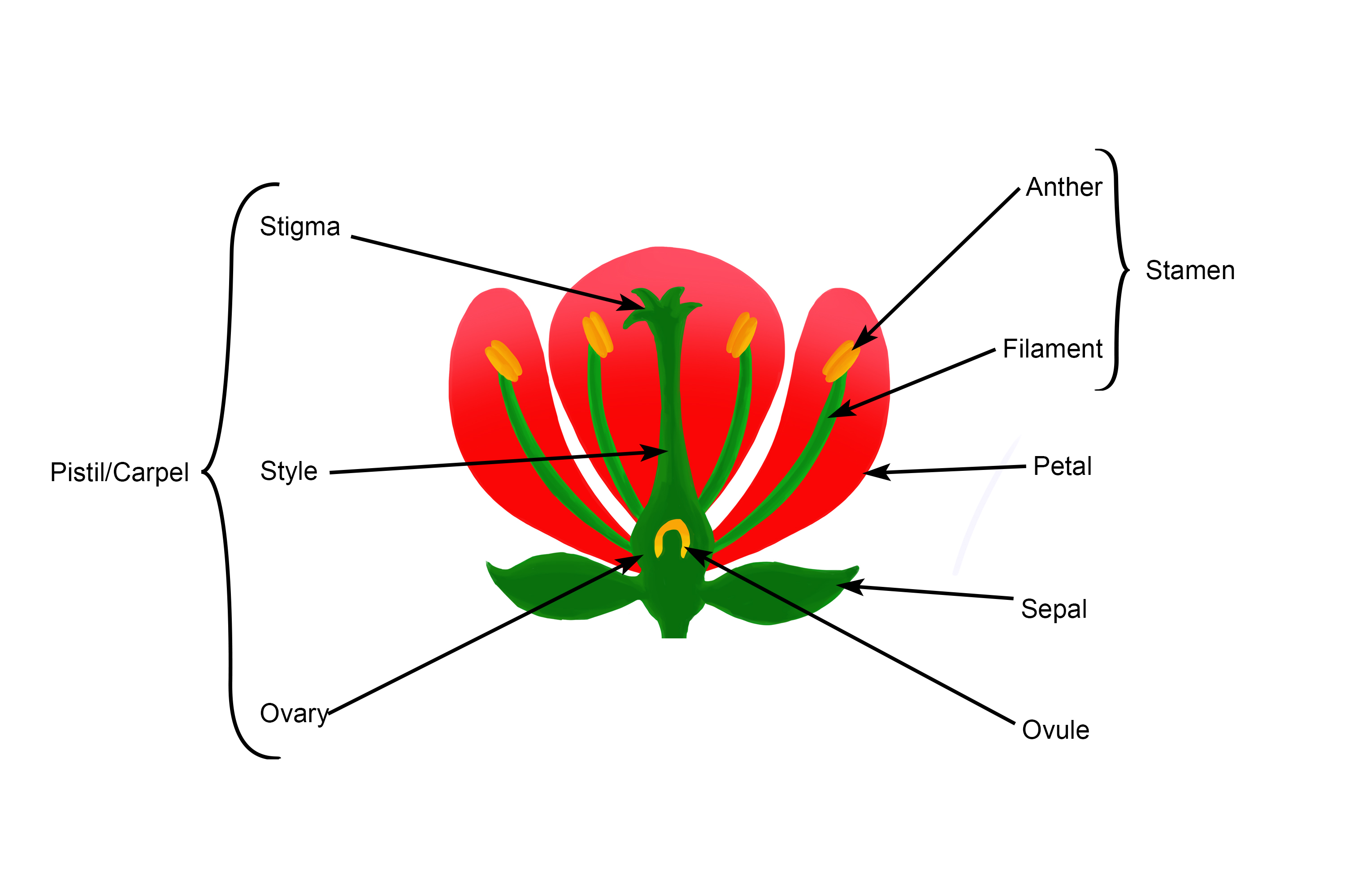 Do Plants Have Both Male And Female Parts