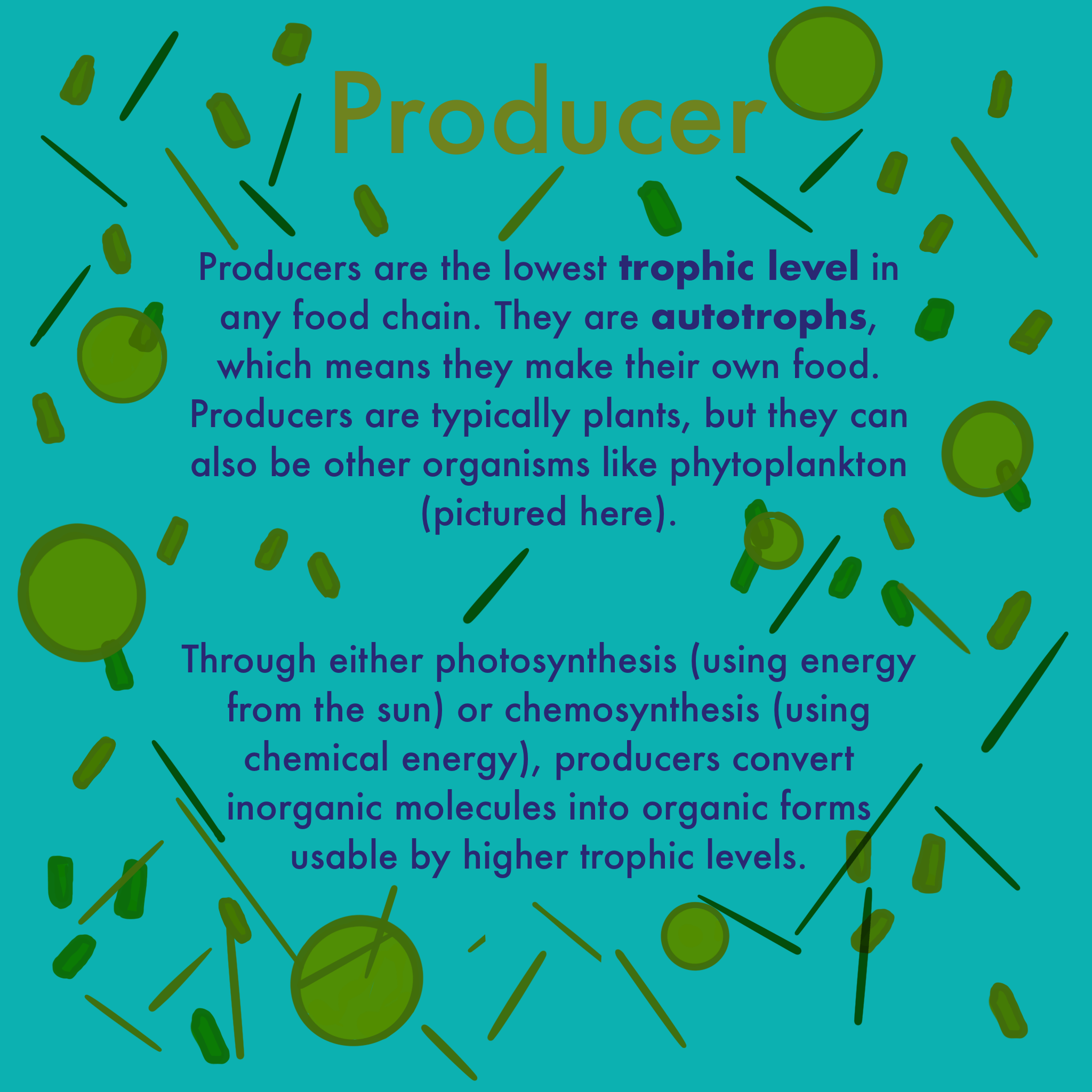 Are Plants The Only Producers Exploring The Truth About Photosynthesis