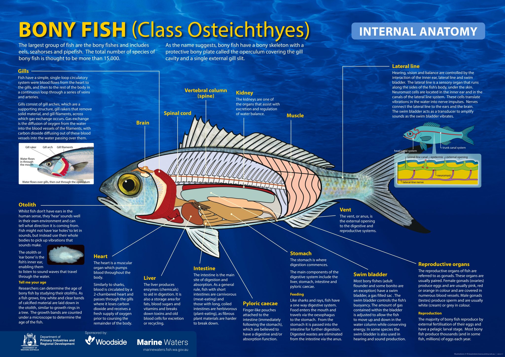 Are Sharks Bony Fish Understanding Fish Skeletal Structures