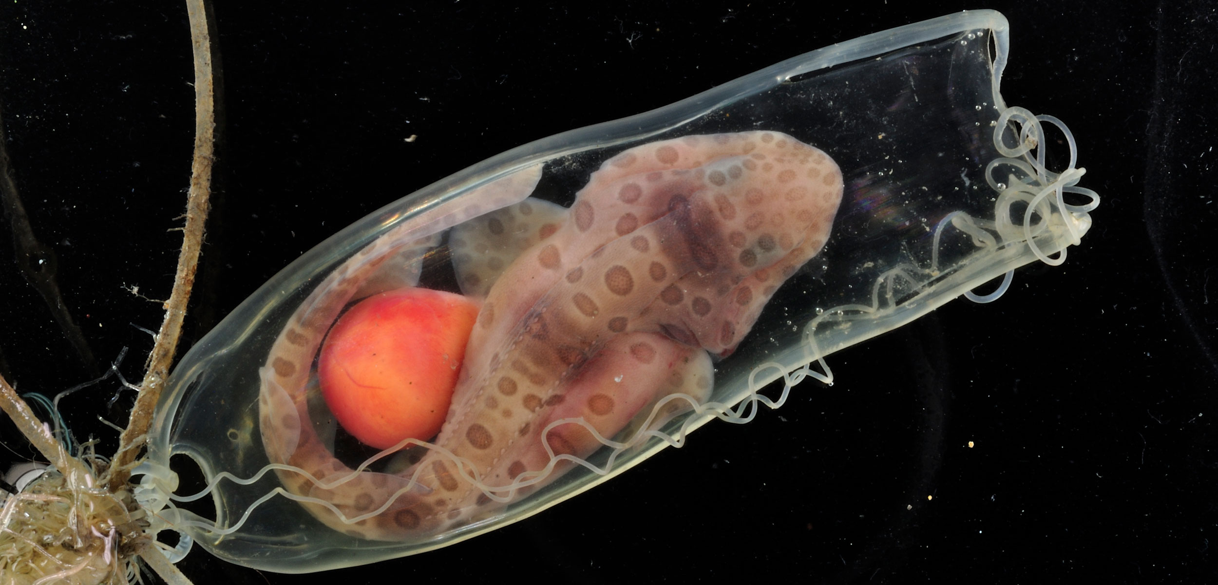 Do Sharks Lay Eggs Or Give Birth Live What You Need To Know