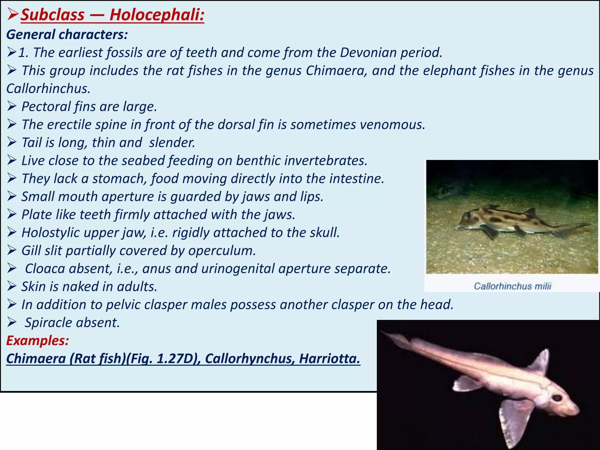 Are Sharks Gnathostomes A Quick Genetic Guide