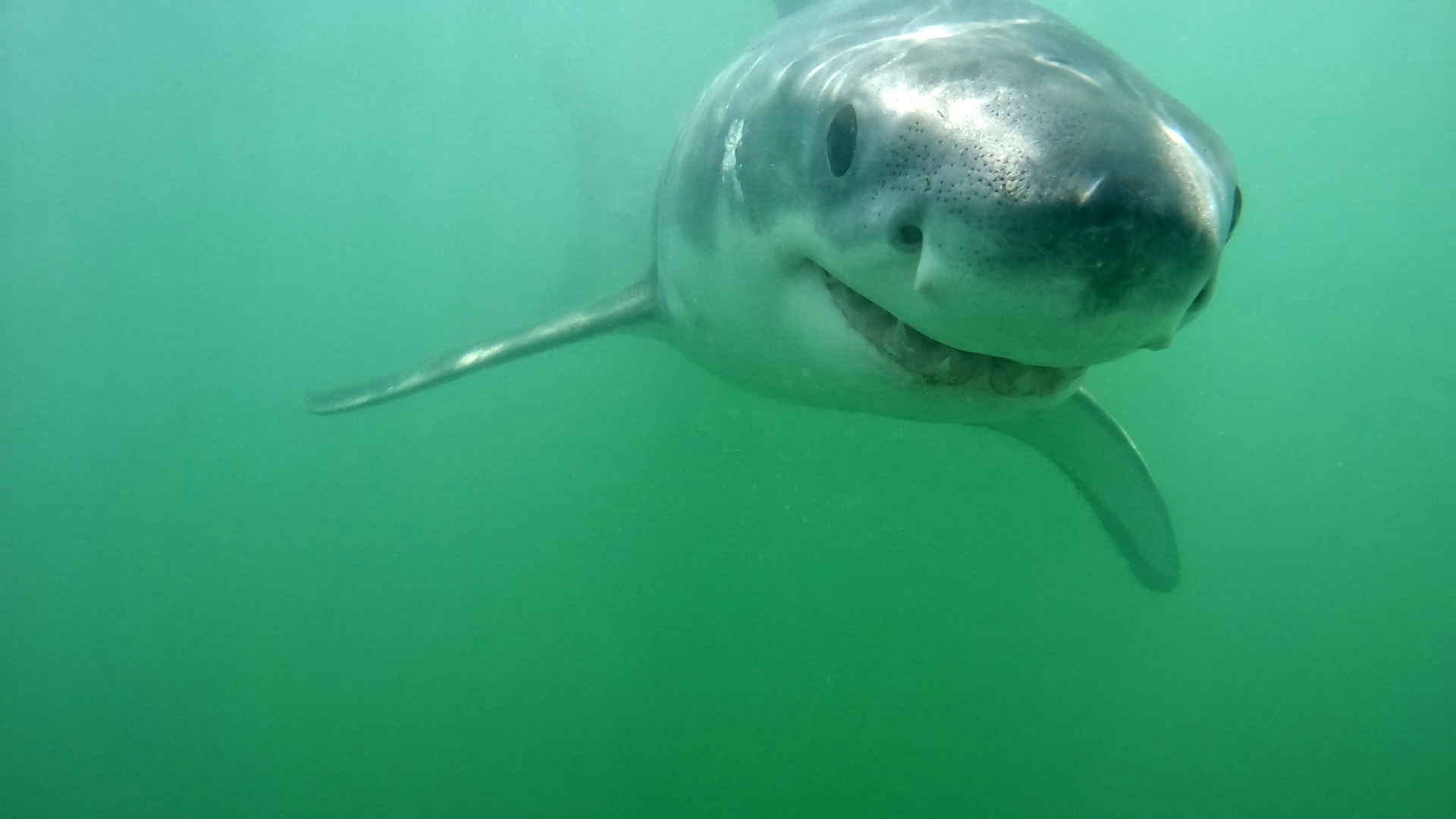 Are Sharks Actually Good For The Environment And Why It Matters