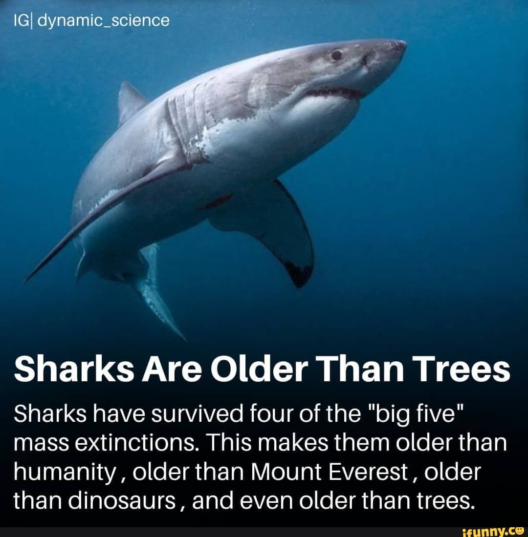 Are Sharks Older Than The Dinosaurs