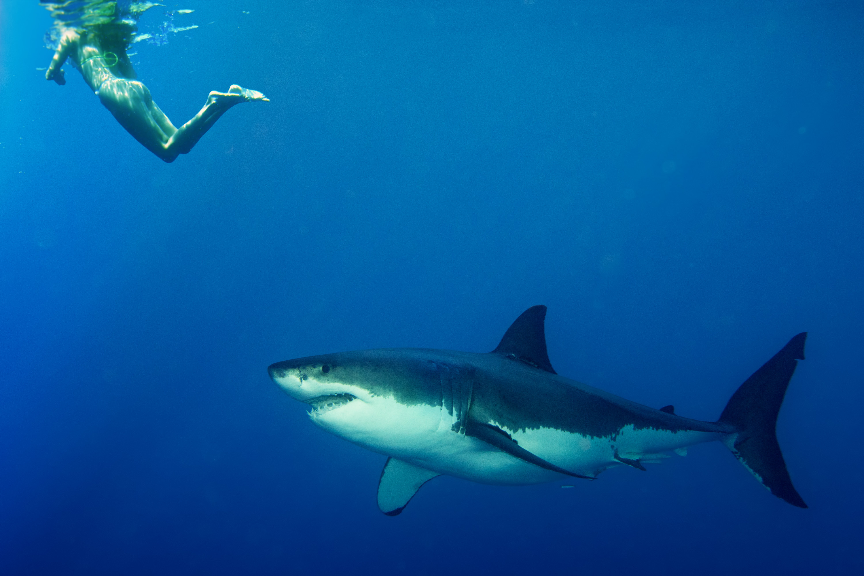 Do Sharks Actually Attack Humans? Understanding The Facts For 2026