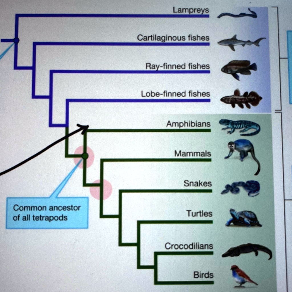 Do Sharks Count As Lobefinned Fish Or Instead?