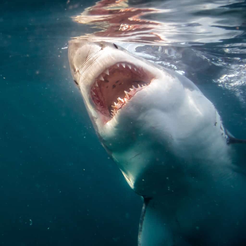 Are Sharks Naturally Aggressive Or Just Misunderstood Myths Explained
