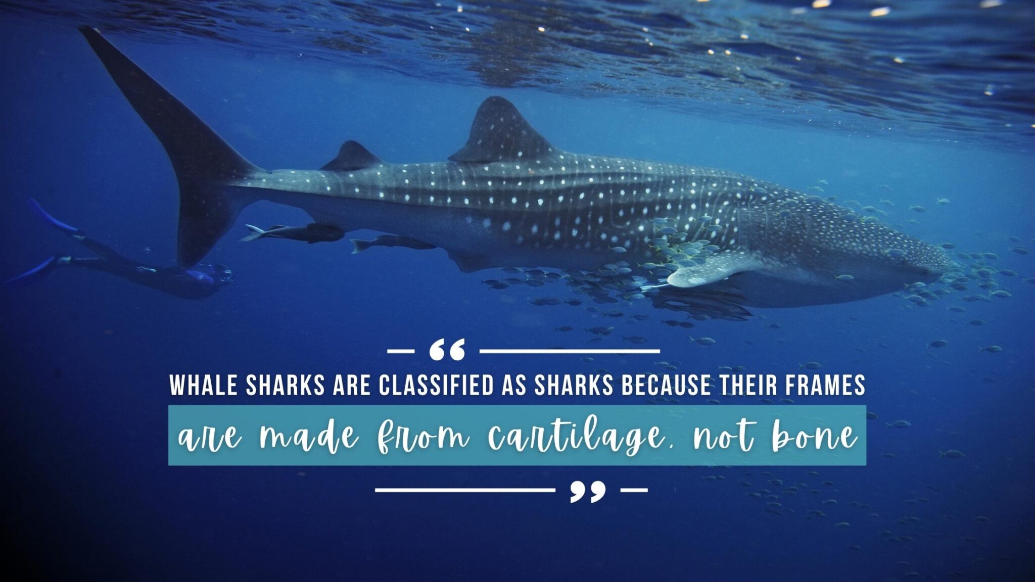 Are Sharks Not Fish? The Shark Classification Guide