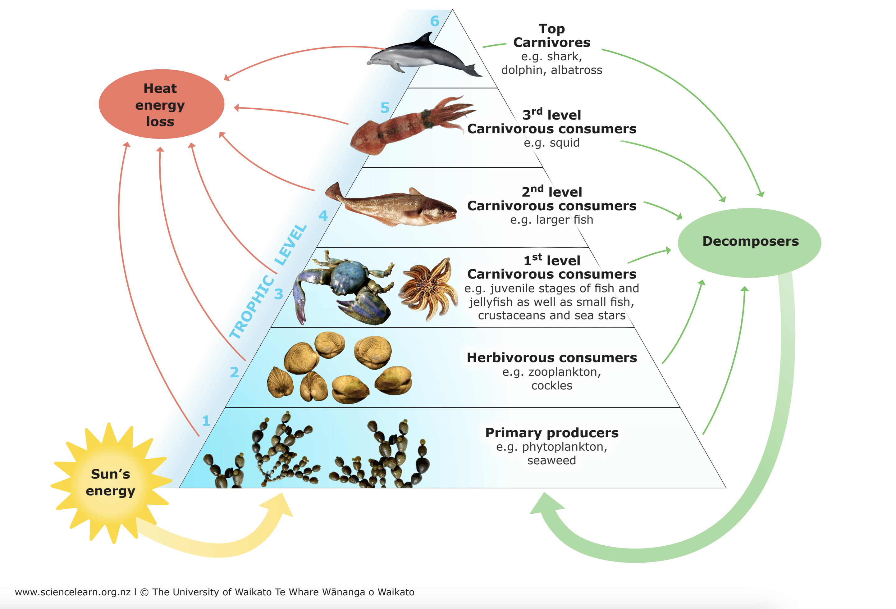 Are Sharks Producers Consumers Or Decomposers The Definitive Guide