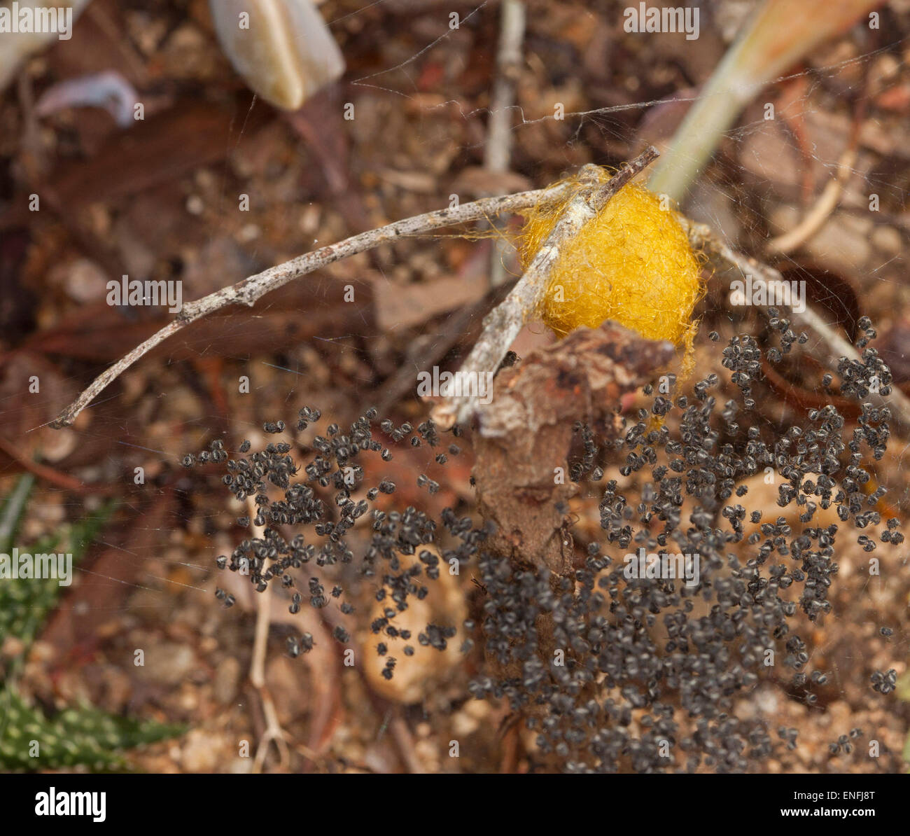 Are Spider Eggs Yellow And Why That Matters