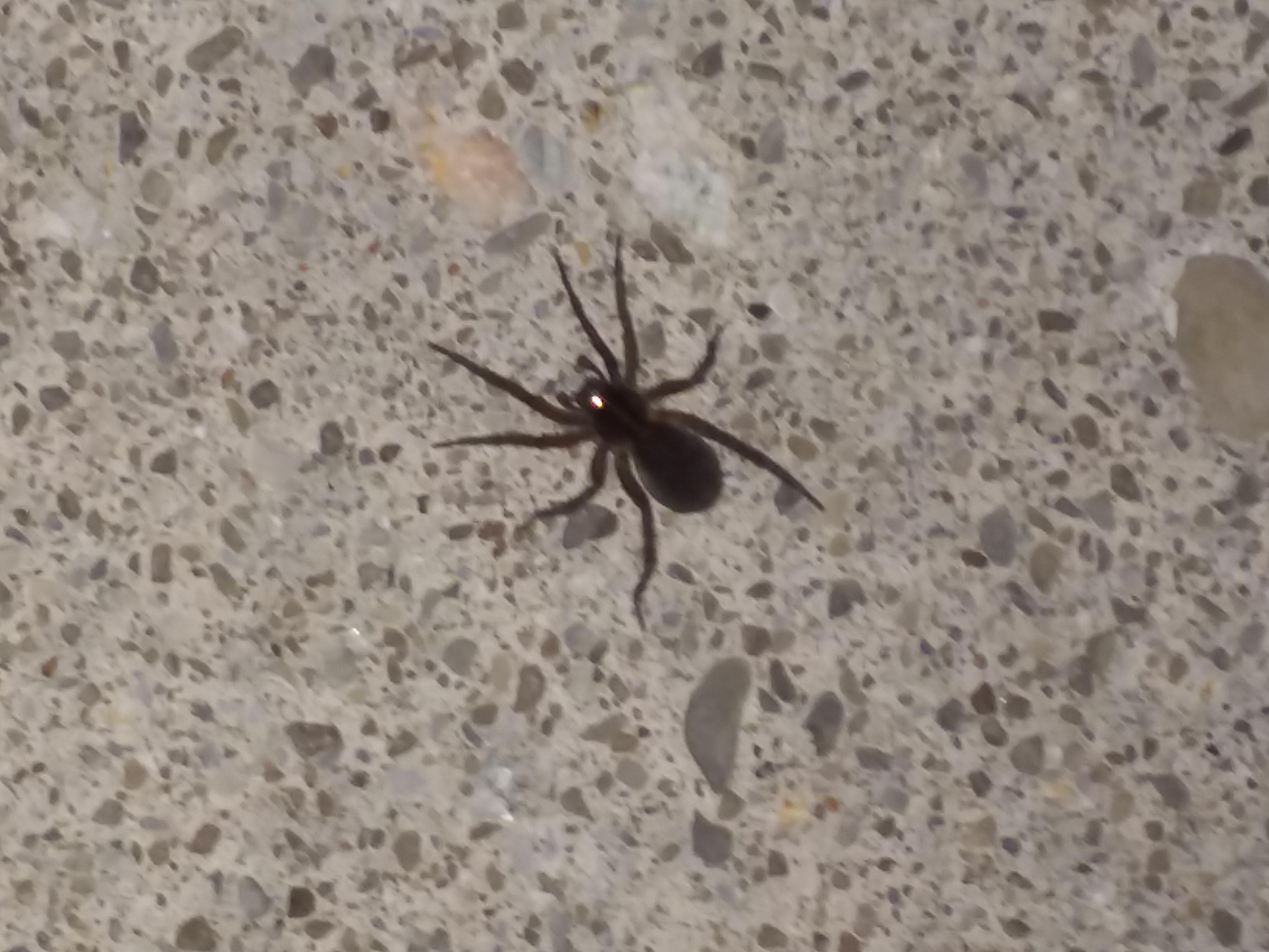 Are Spiders Considered Bugs Or Insects? The Taxonomic Difference Explained