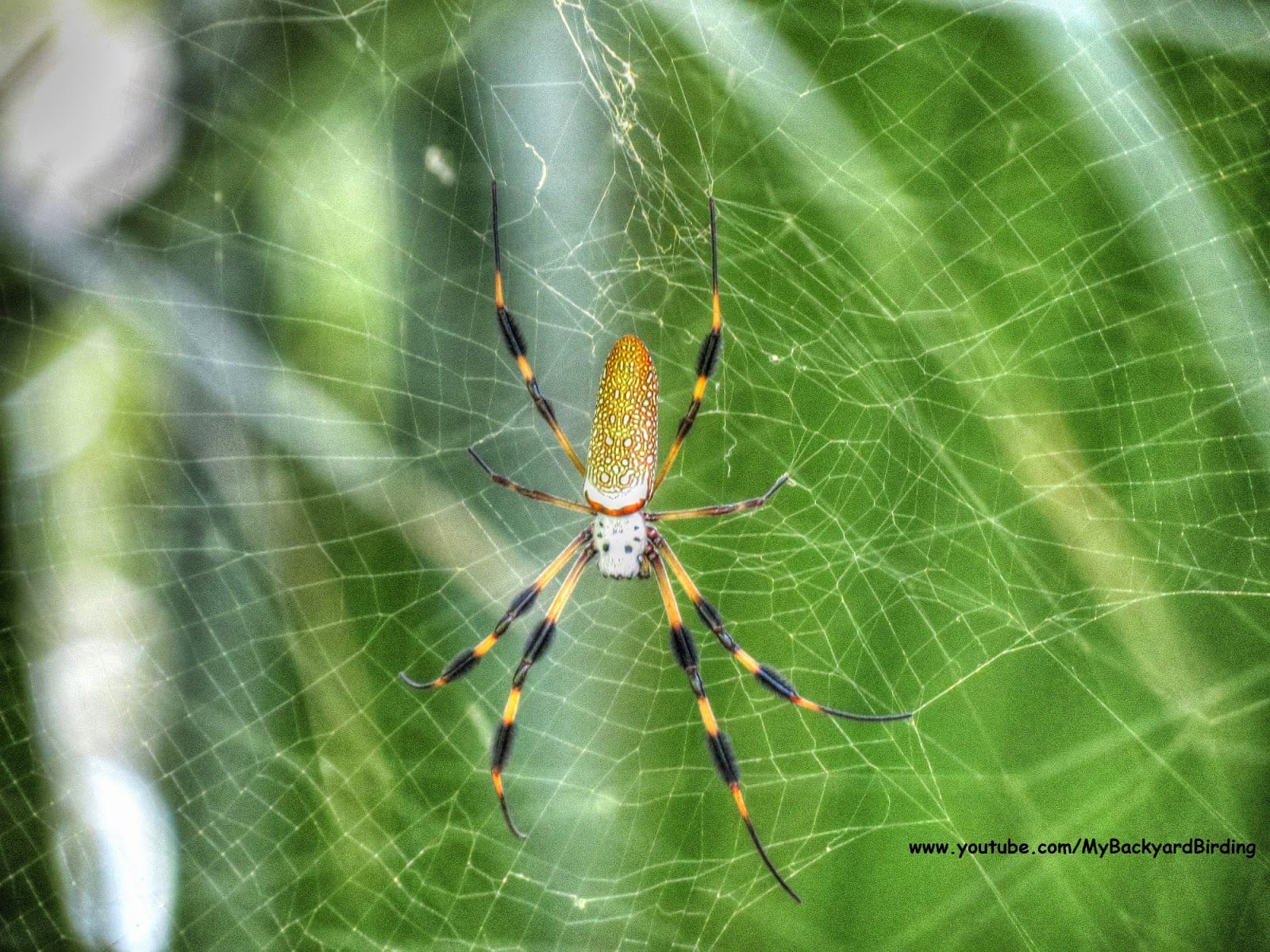 Unraveling The Biology: Are Spiders Exothermic Creatures
