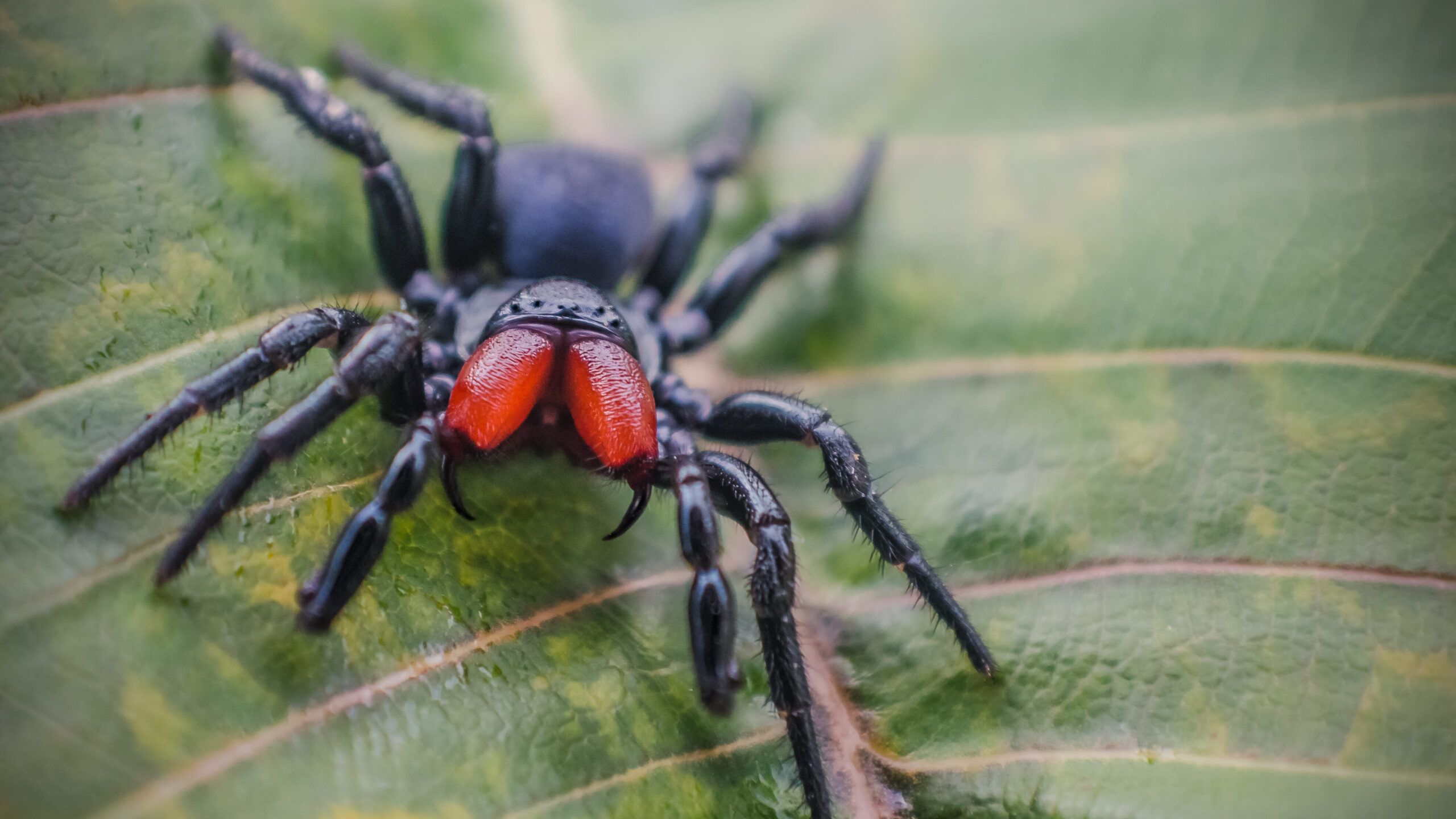 Are Spiders Friendly To Humans Or Dangerous Neighbors