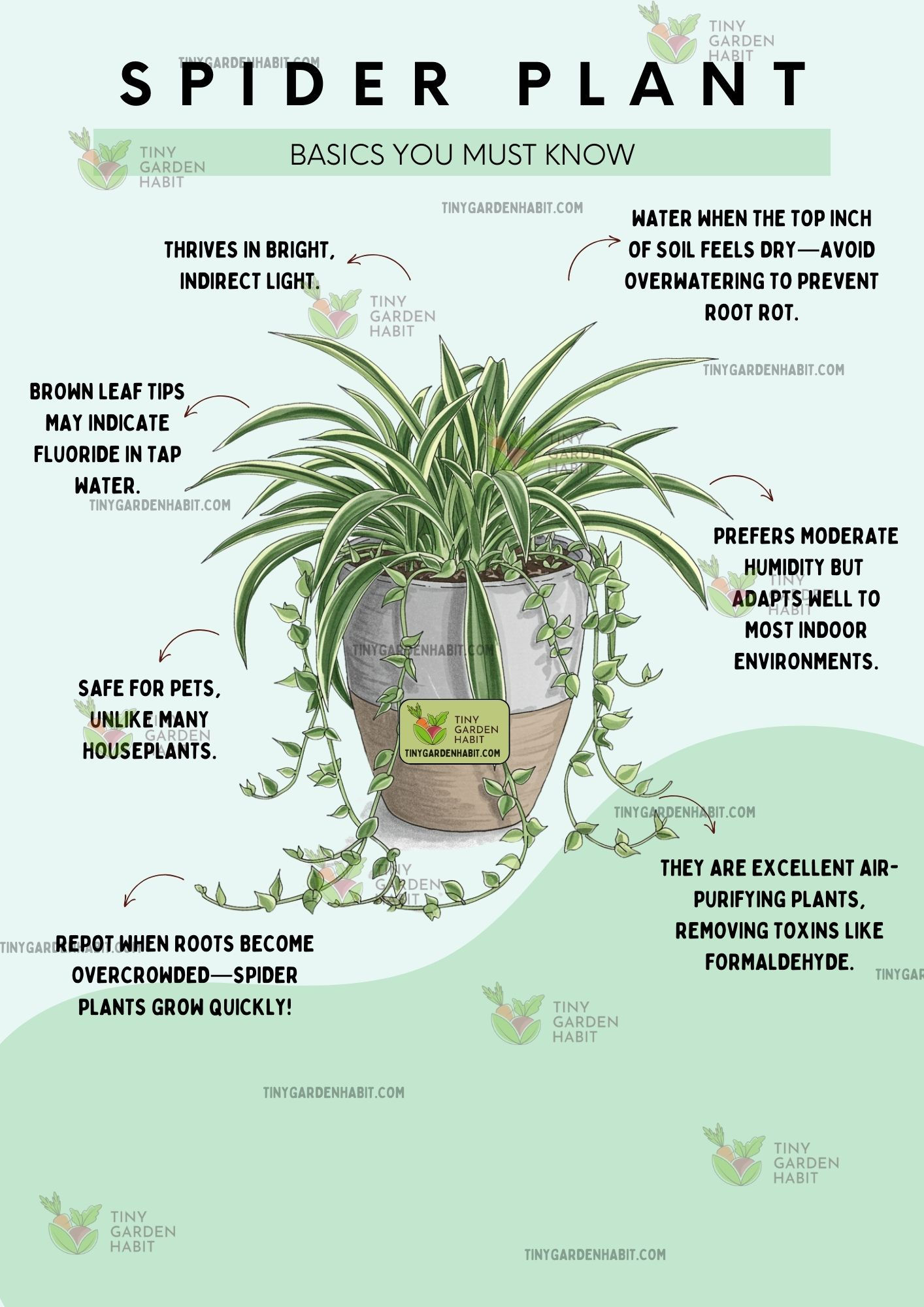 Are Spiders Good For Plants? The Inside Story