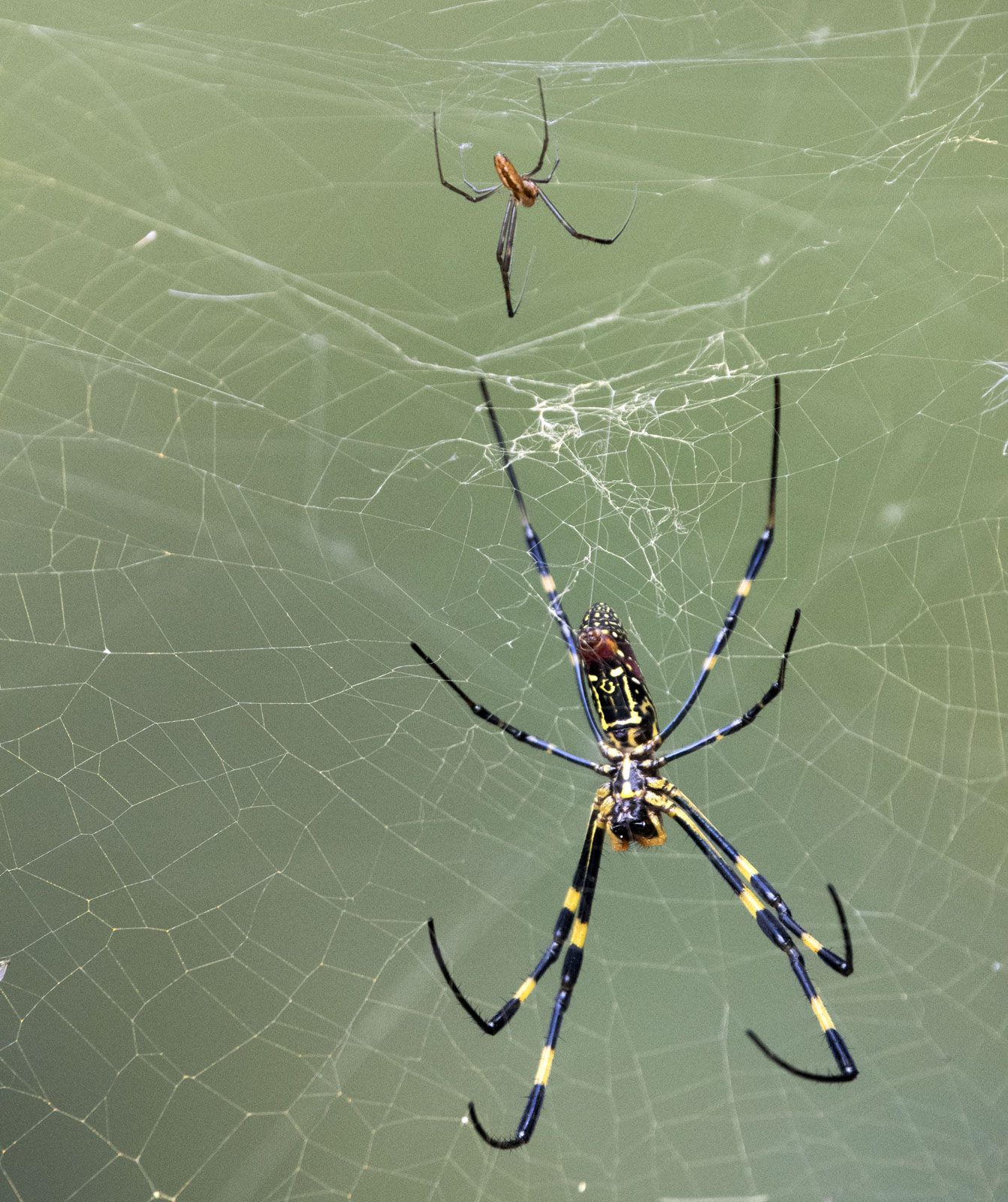 Do Spiders Have Both Male And Female Parts Are Spiders Hermaphroditic Or Mopstly Male How Do Spiders Reproduce From Single Cells