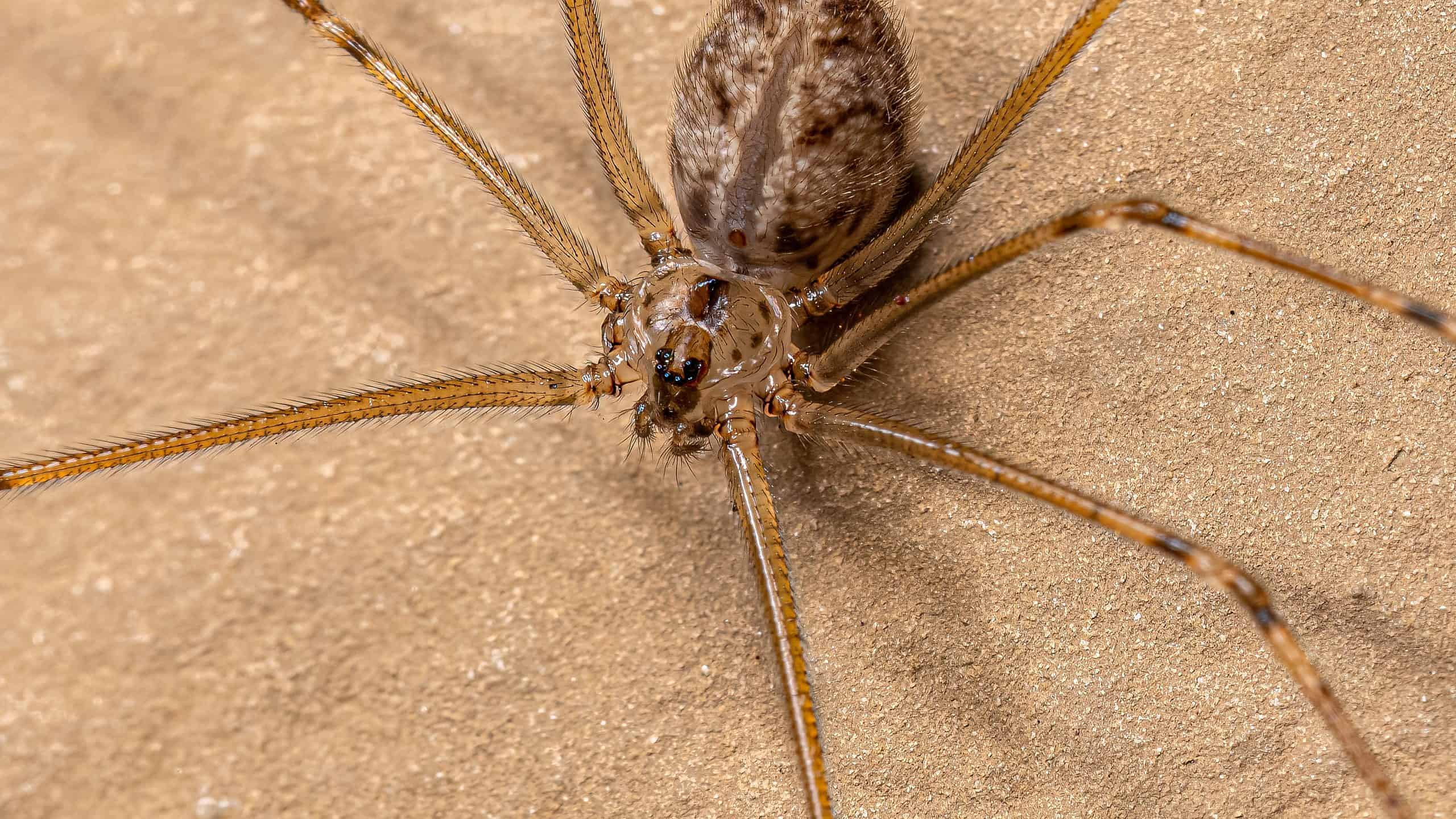 Are Spiders Actually Bugs Or Insects Explained