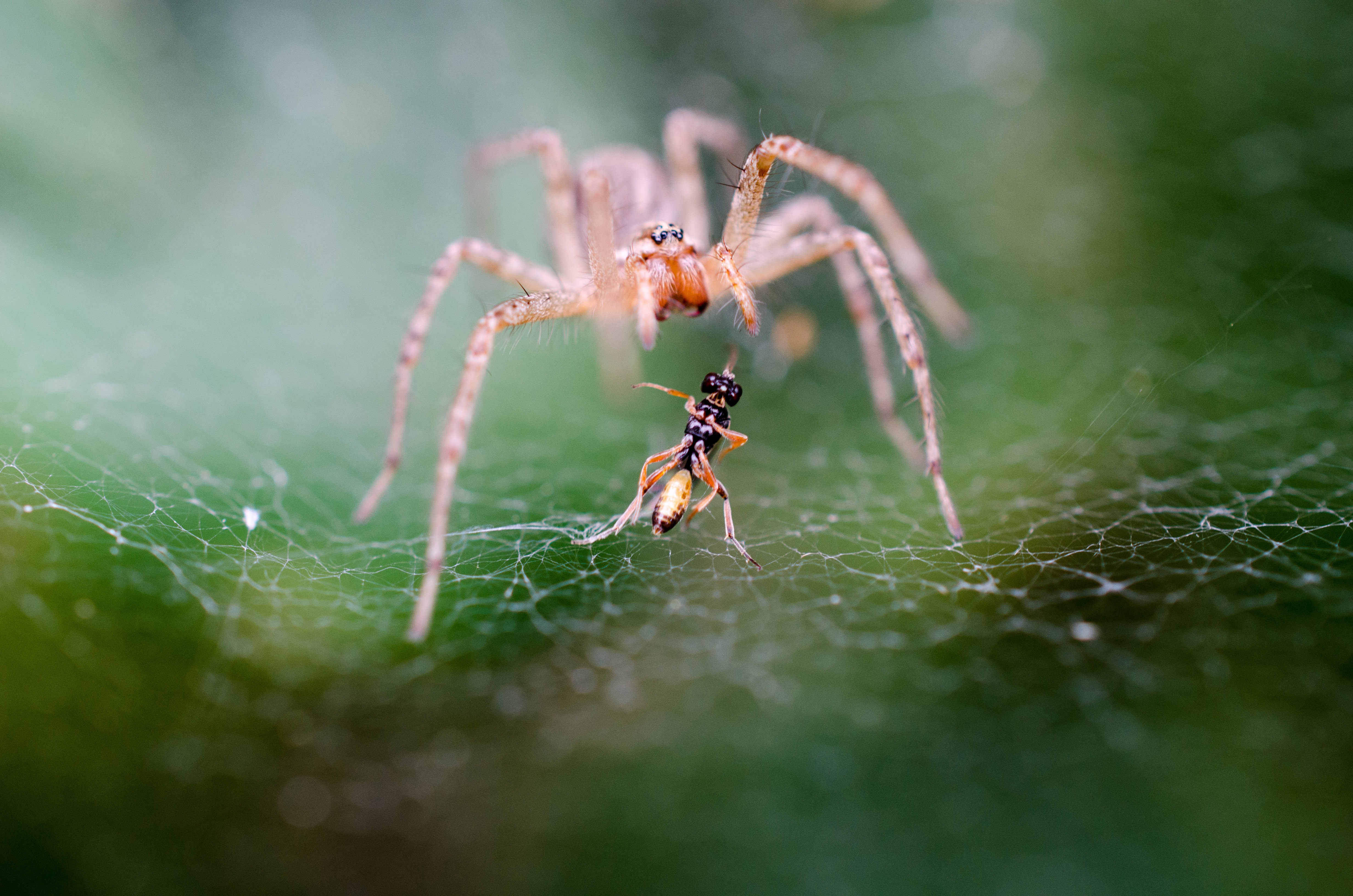 Are Spiders Actually Insects? The Answer You Need