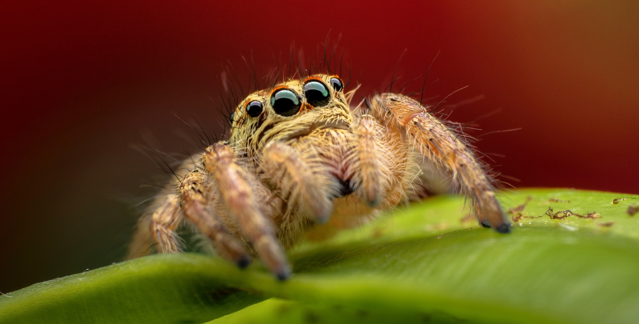 Are Spiders The Only Arachnids? What You Need To Know