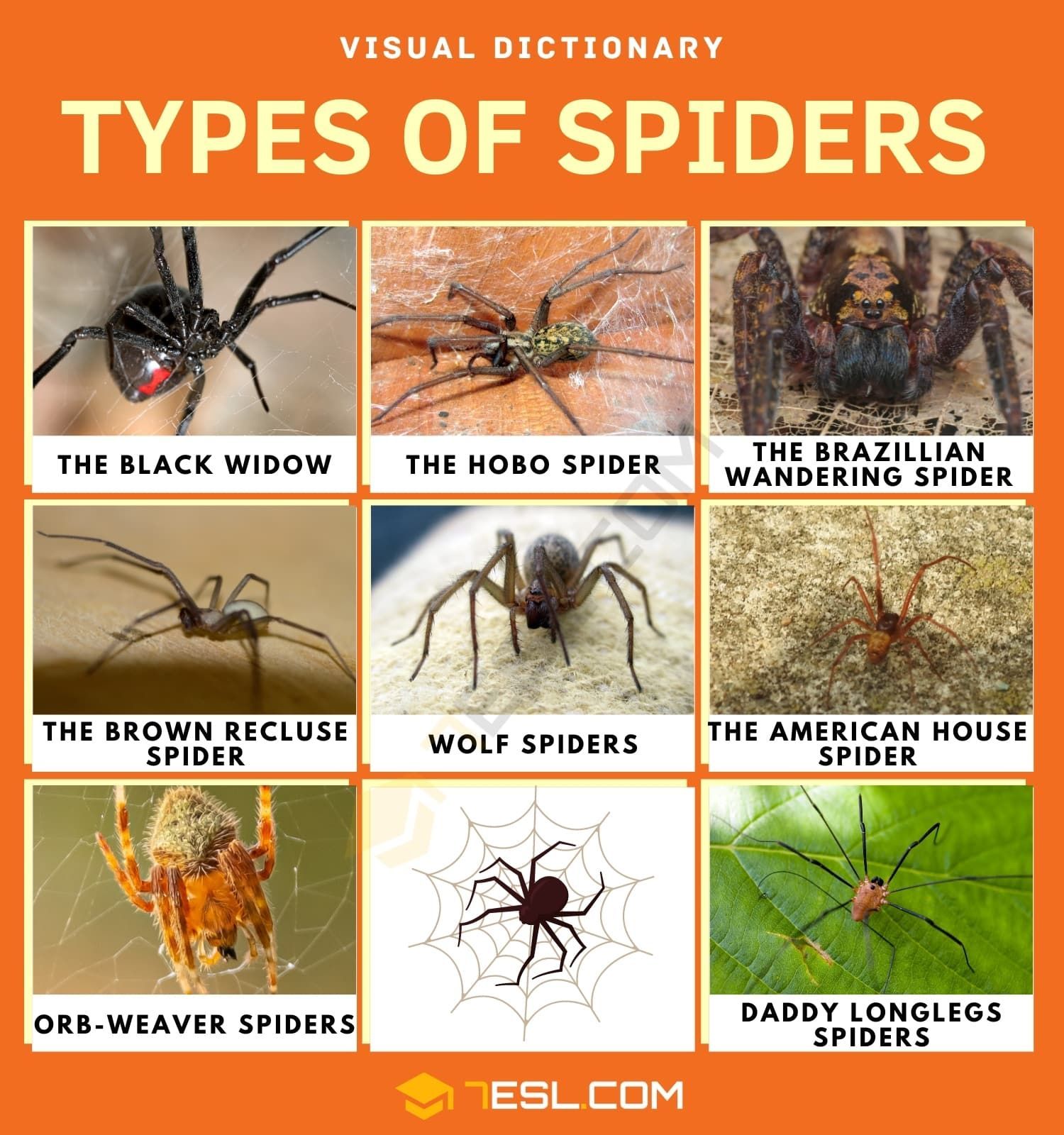 Are Spiders Toxic Learn The Facts About Common Species