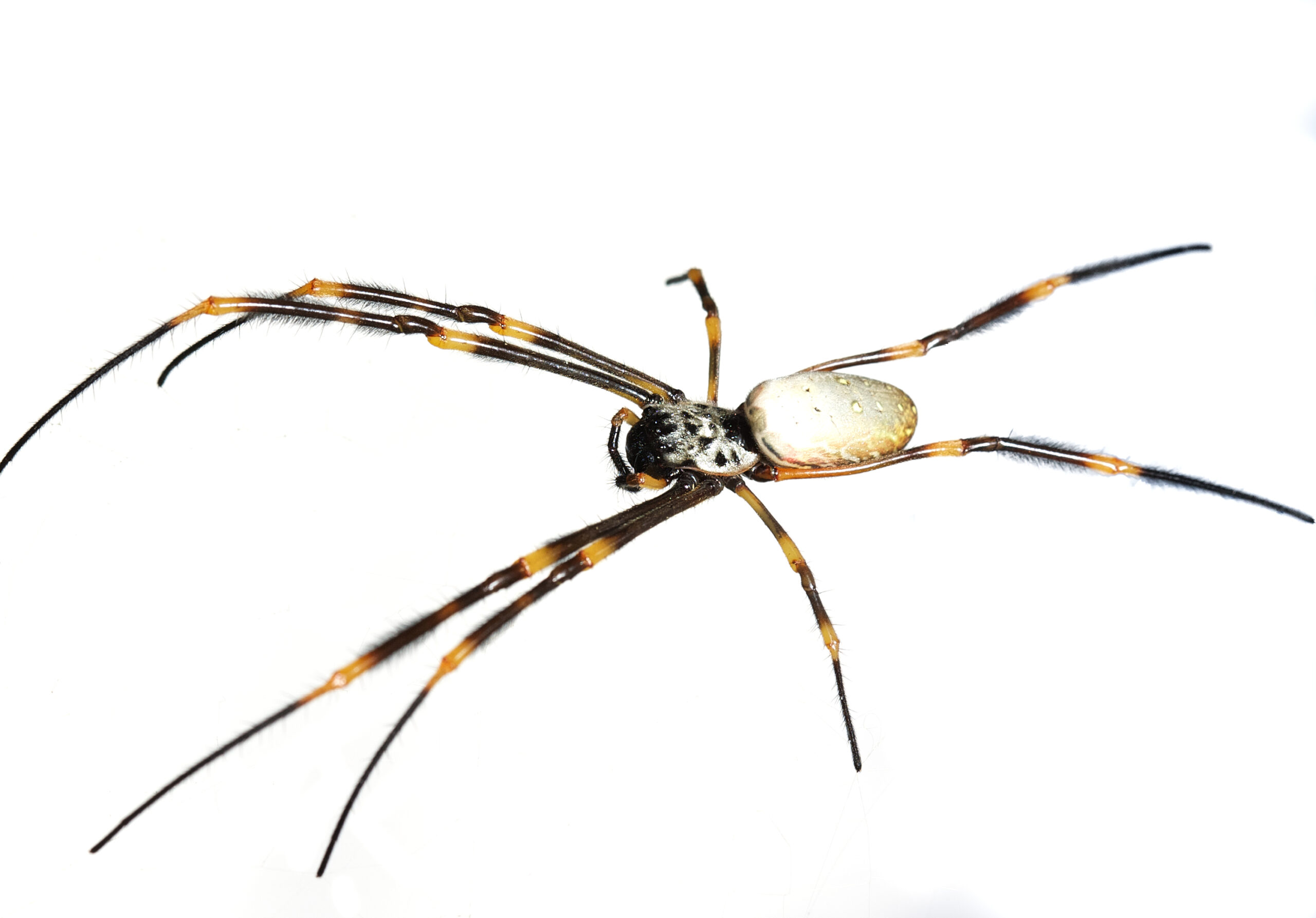 Are Spiders Useless Debunked: Why They Matter