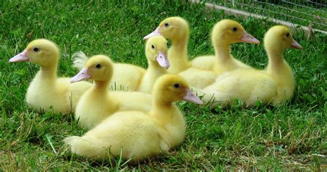 Are There Any Yellow Ducks