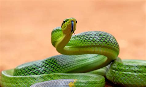 Are There Endangered Snakes