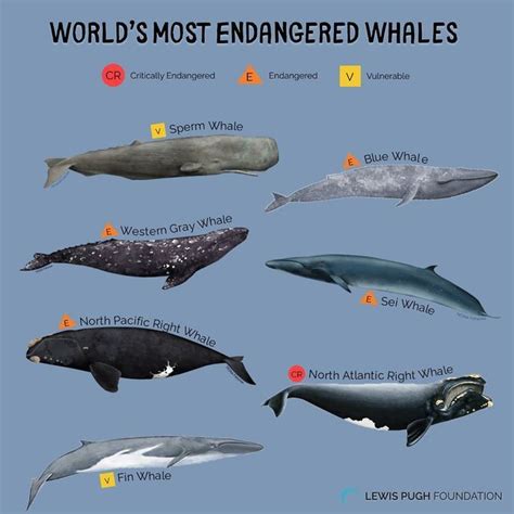 Are There Endangered Whales