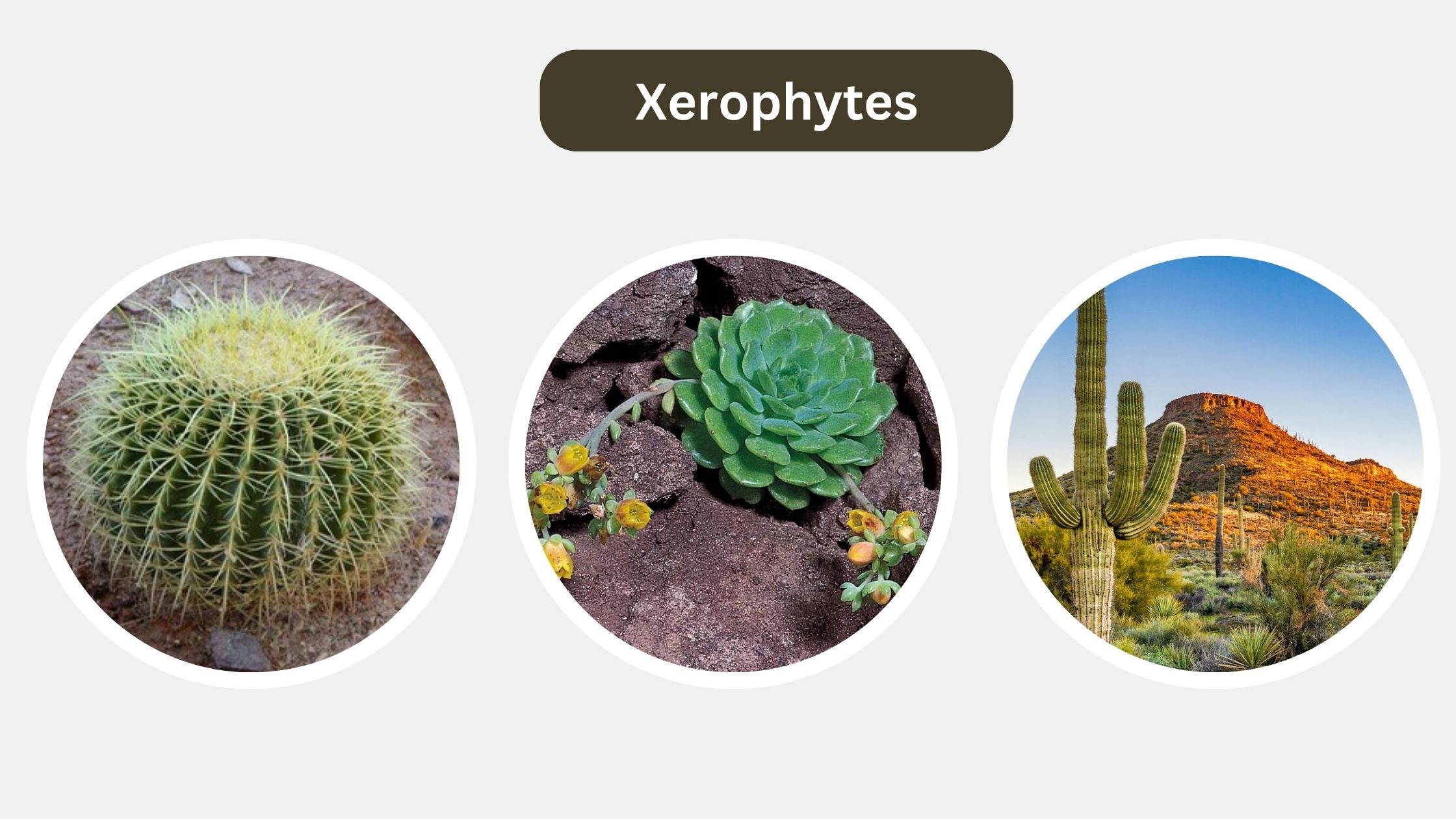 Are Xerophytic Plants Good For Your Home? A Simple Guide